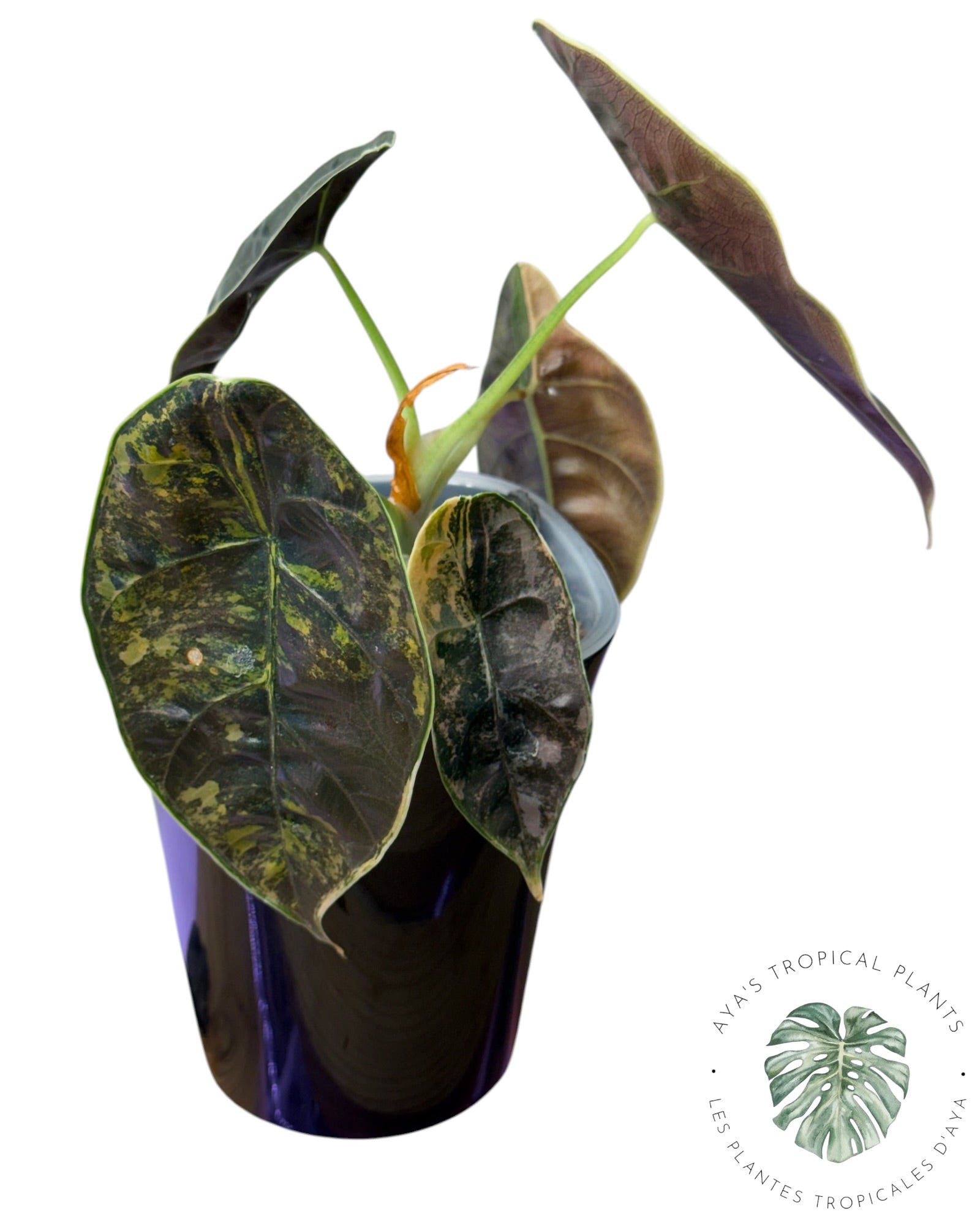 い*こ様 2 Alocasia azlanii aurea Alocasia Azlanii Aurea Variegated