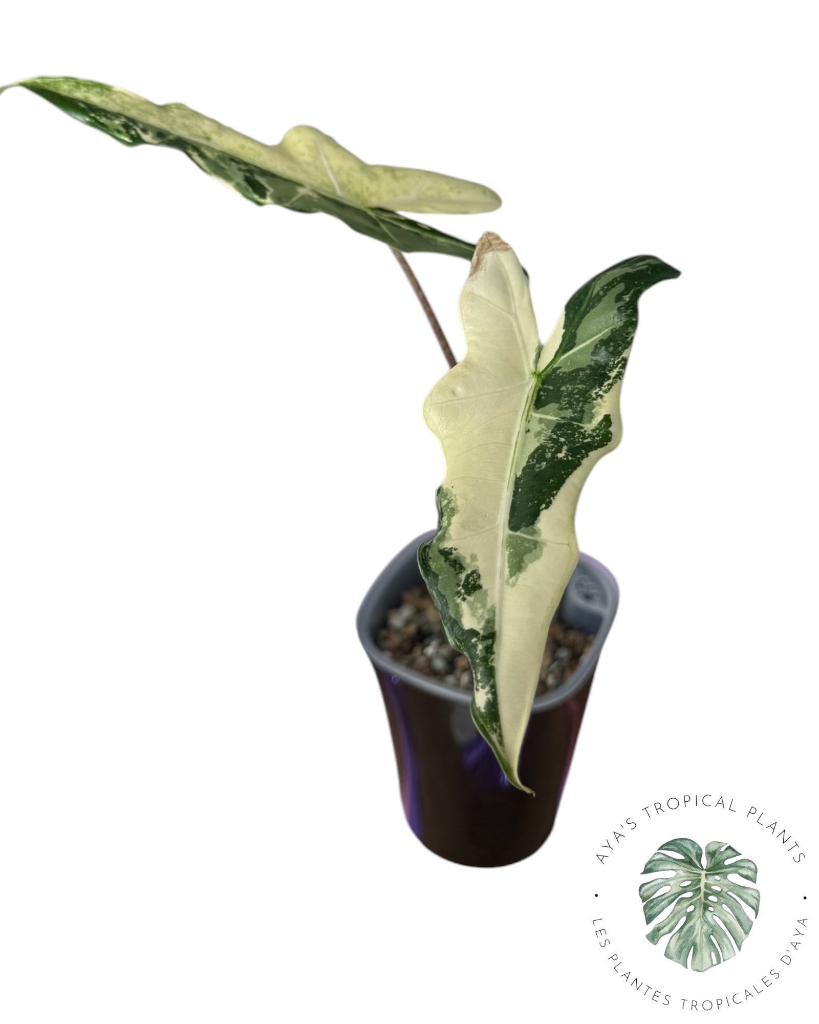 Alocasia Sarian Albo Variegated