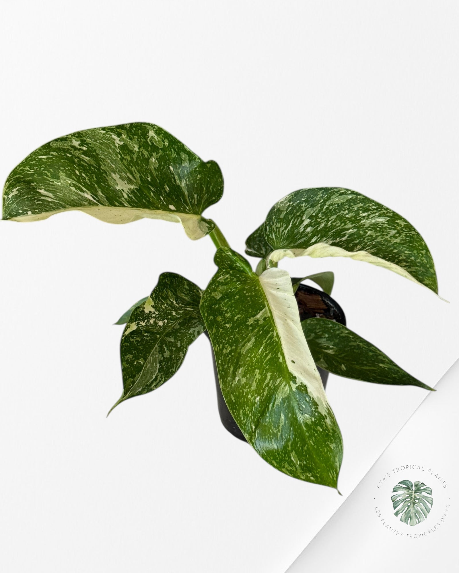 Philodendron Jose Buono - 101