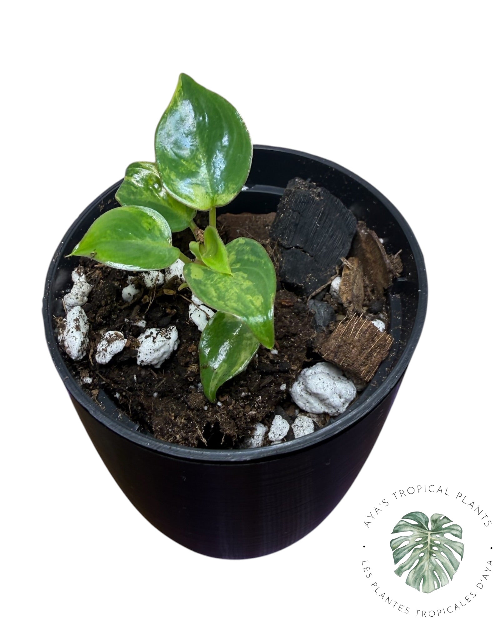 Philodendron Billietiae Variegated