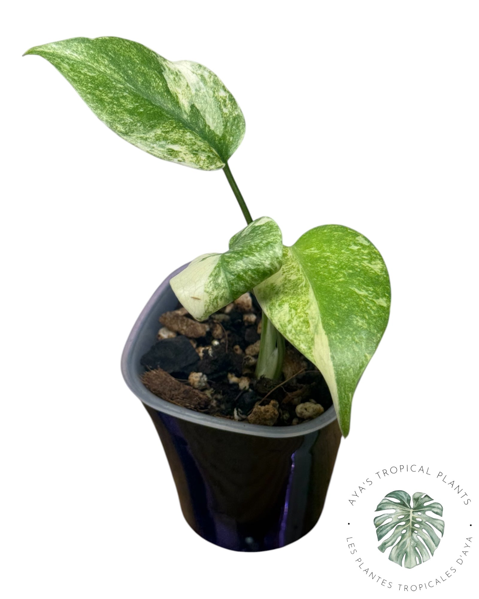 Monstera Deliciosa Legacy