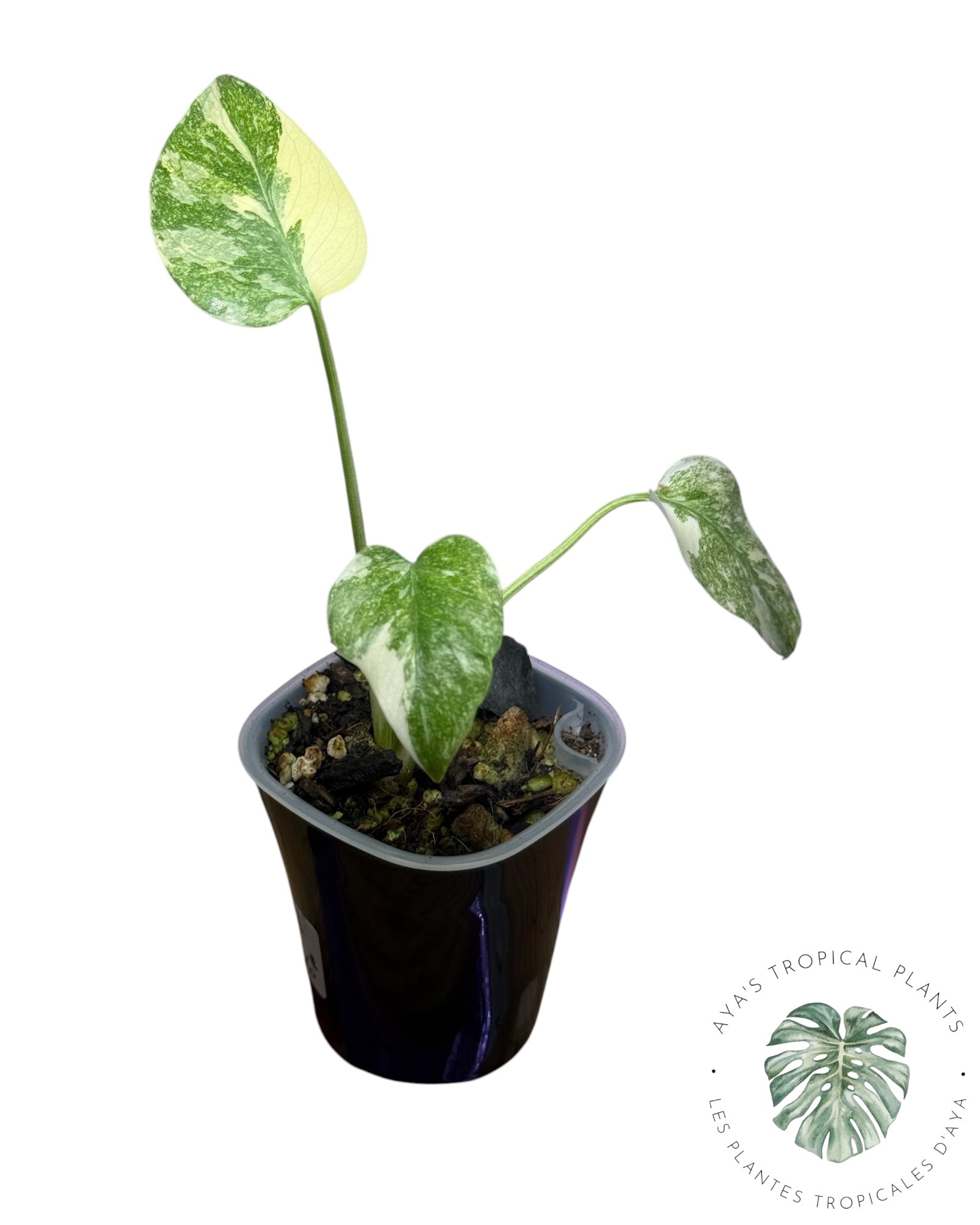 Héritage du Monstera Deliciosa