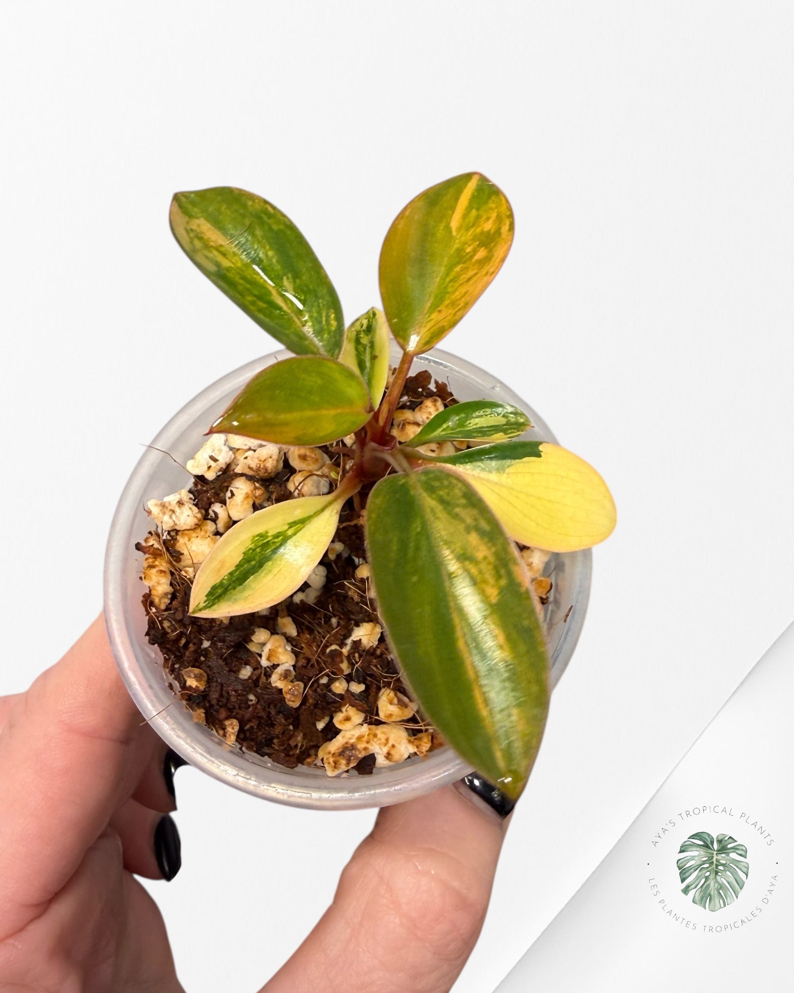 Philodendron rouge du Congo | Plante rare cultivée en culture tropicale | Plantes tropicales d'Aya