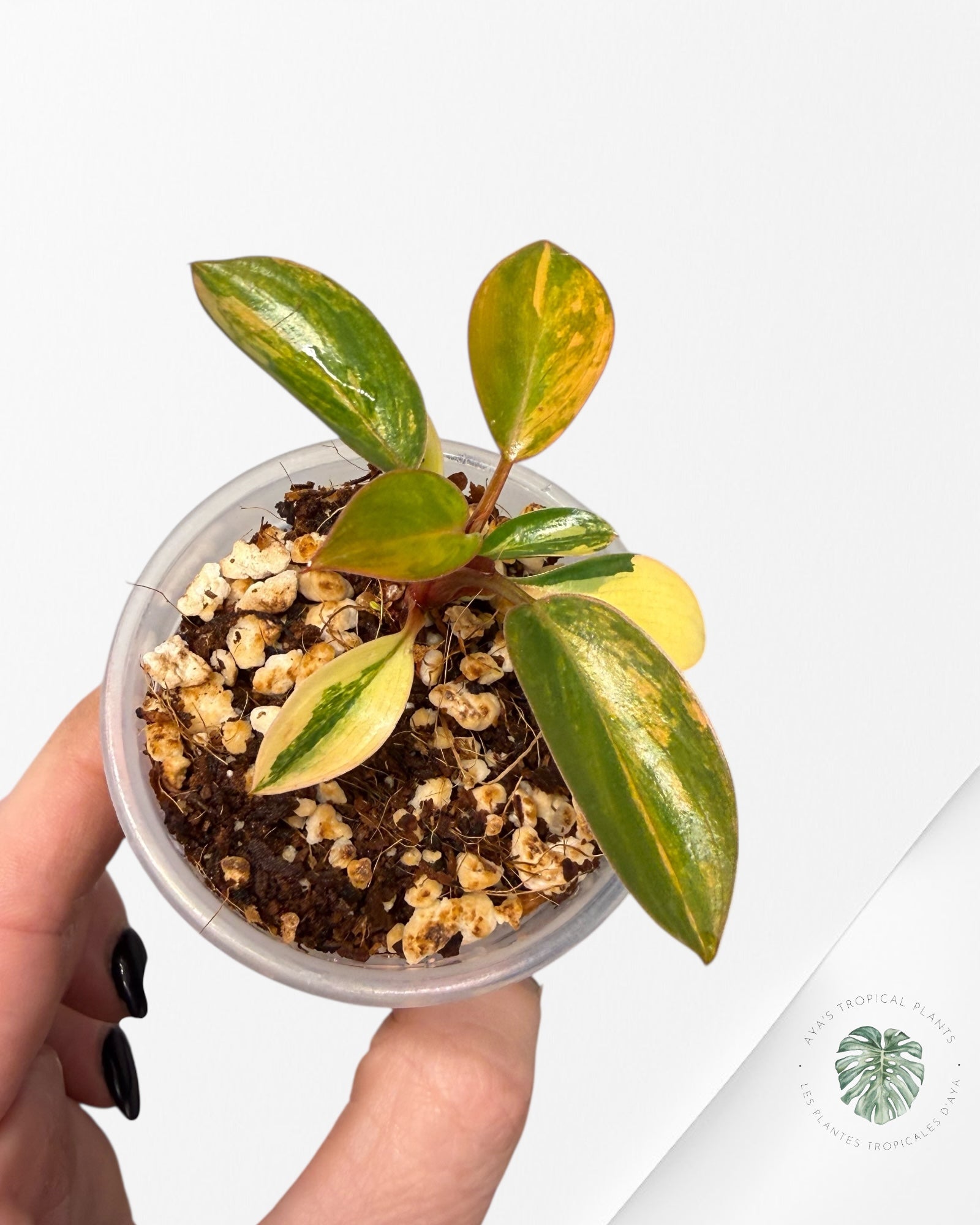 Philodendron rouge du Congo | Plante rare cultivée en culture tropicale | Plantes tropicales d'Aya