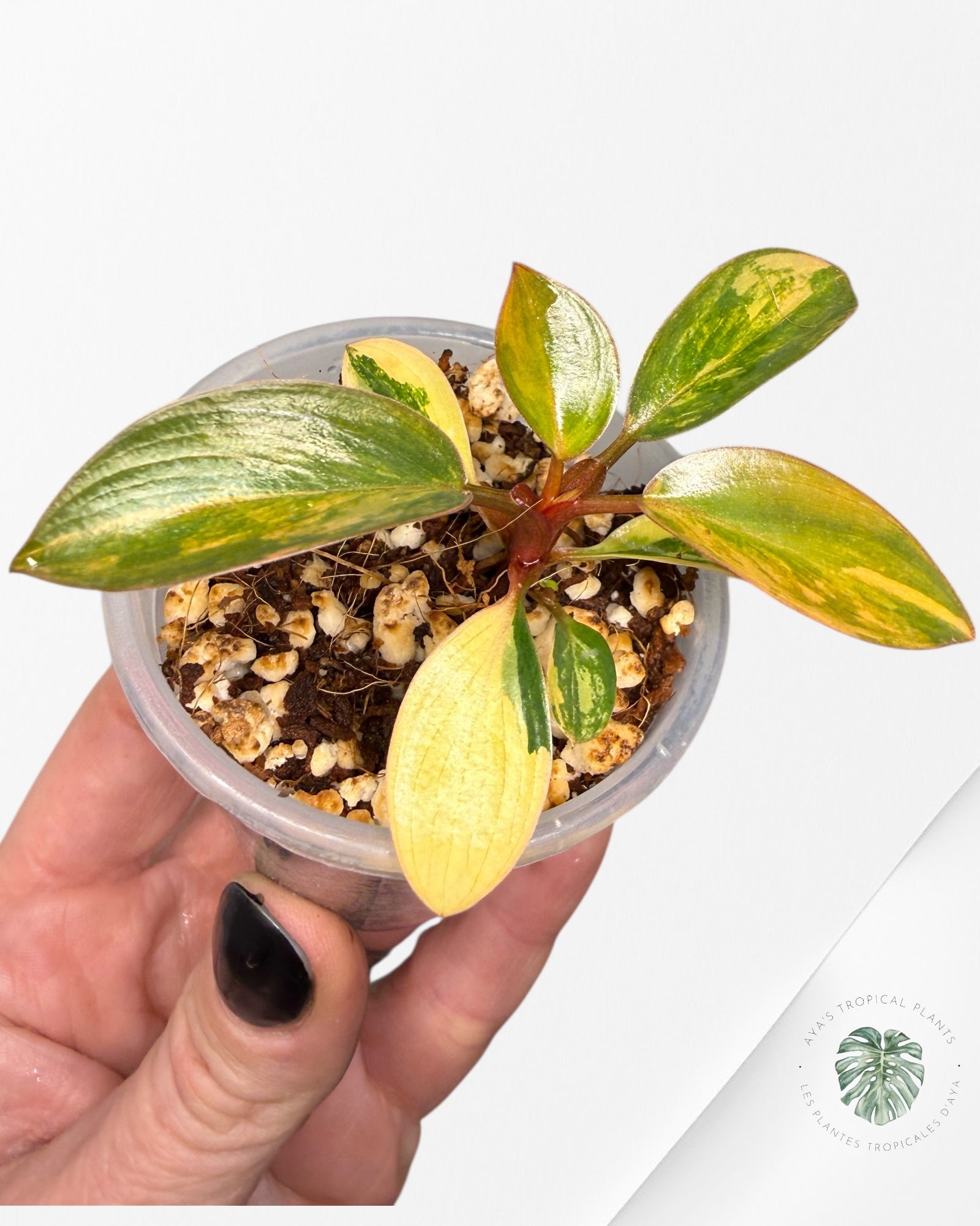 Philodendron rouge du Congo | Plante rare cultivée en culture tropicale | Plantes tropicales d'Aya