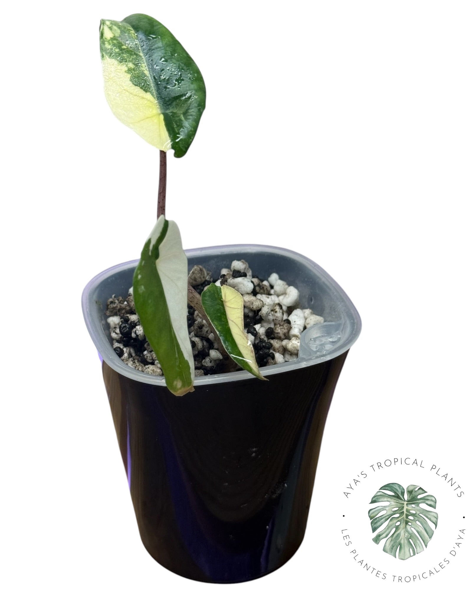 Alocasia Heterophylla Metallic Blue Albo