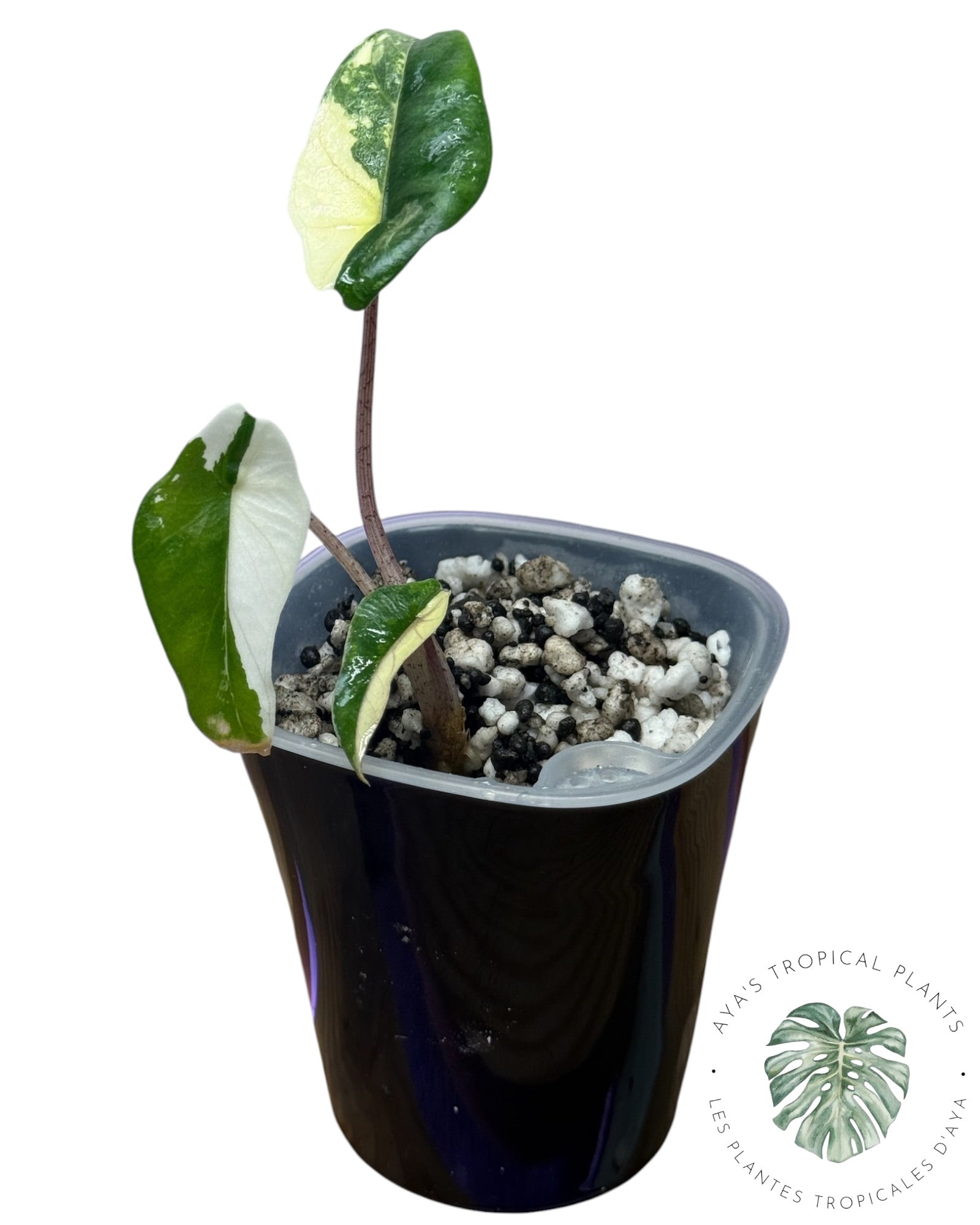 Alocasia Heterophylla Metallic Blue Albo