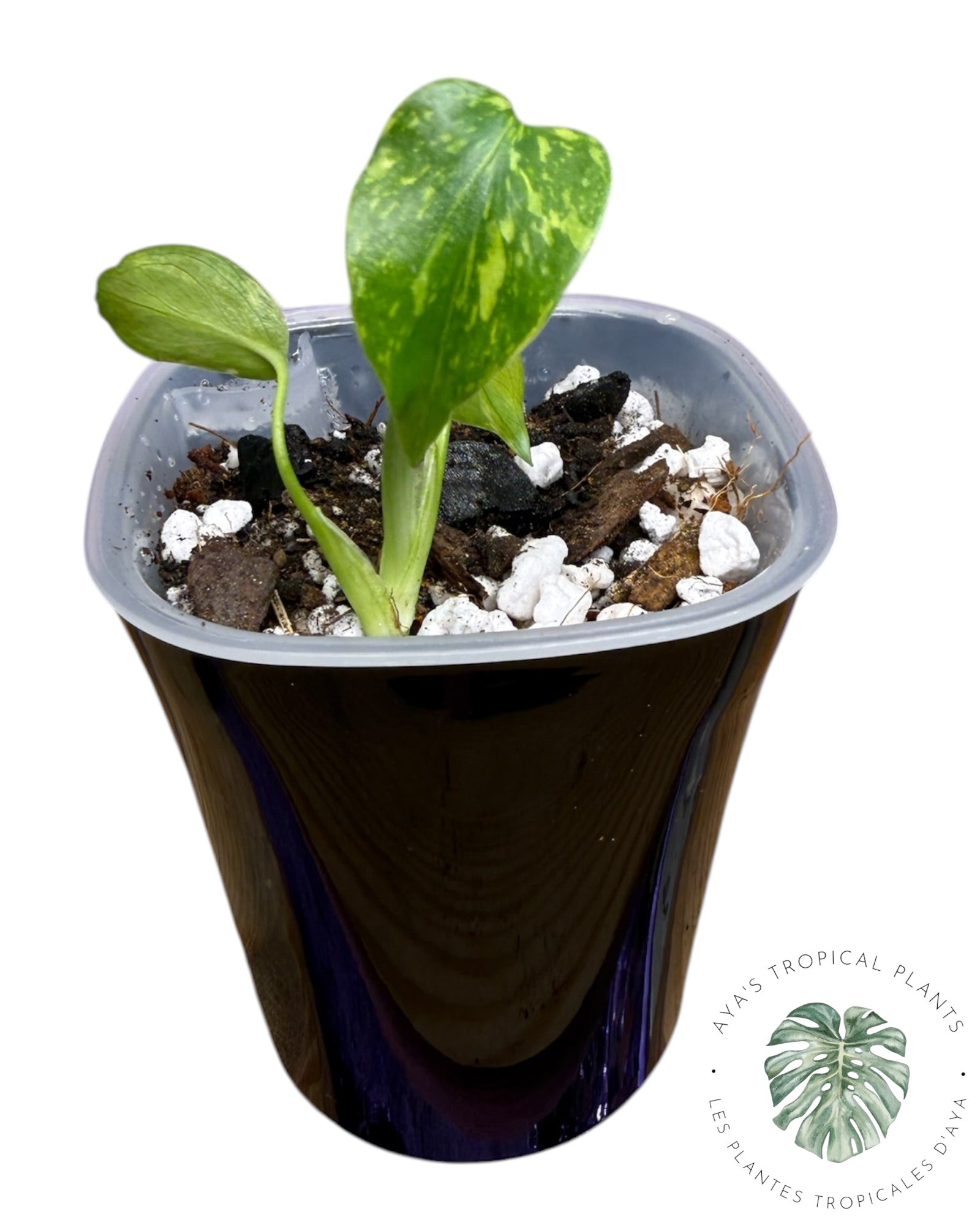 Monstera Deliciosa Electrolyte KING