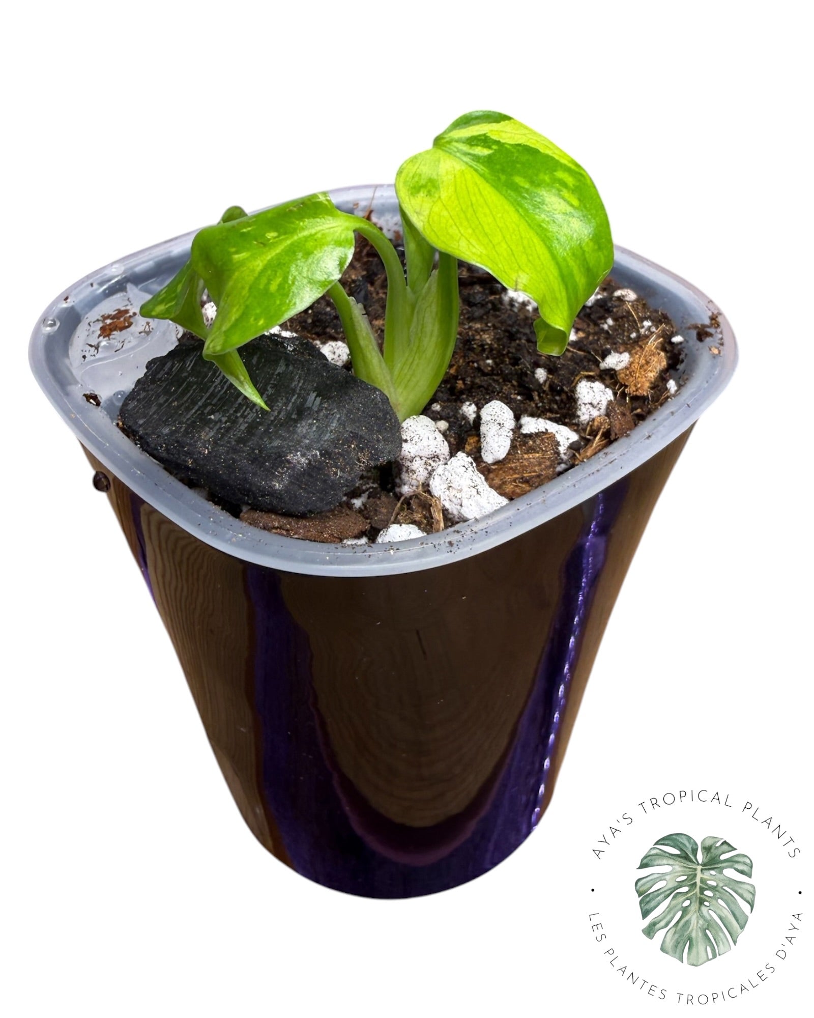 Monstera Deliciosa Electrolyte KING