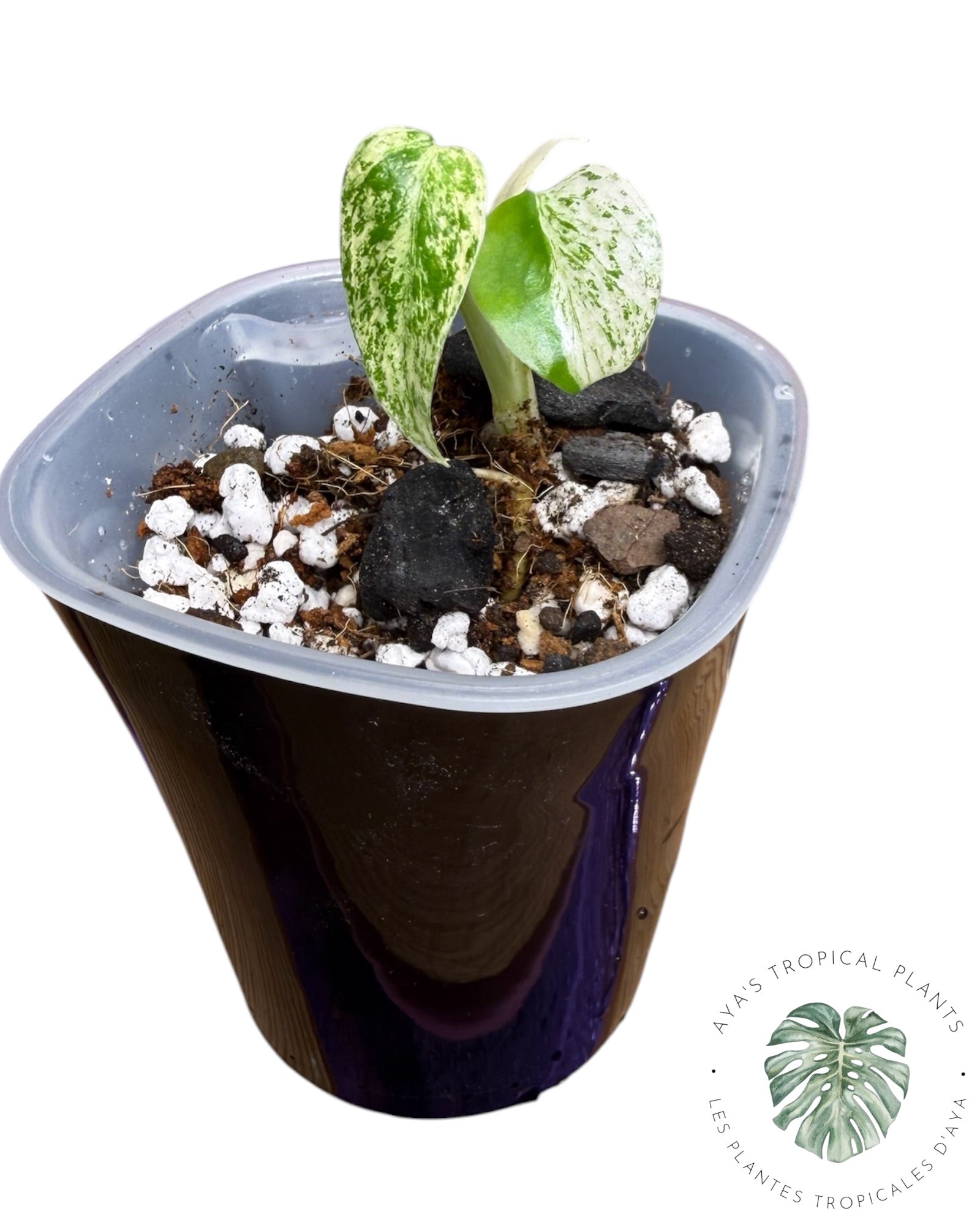 Monstera Deliciosa Starlight