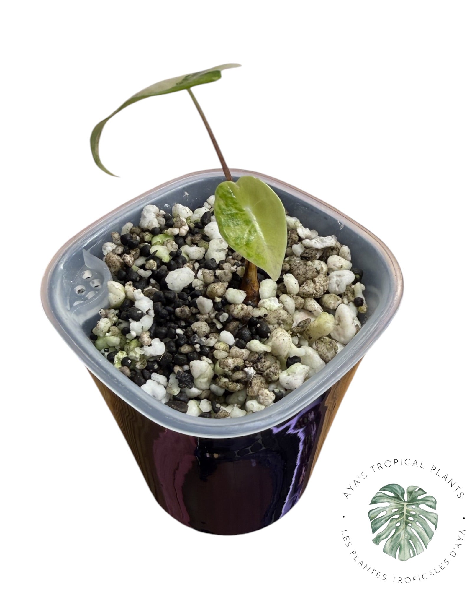 Alocasia Longiloba Grandis Aurea Variegated
