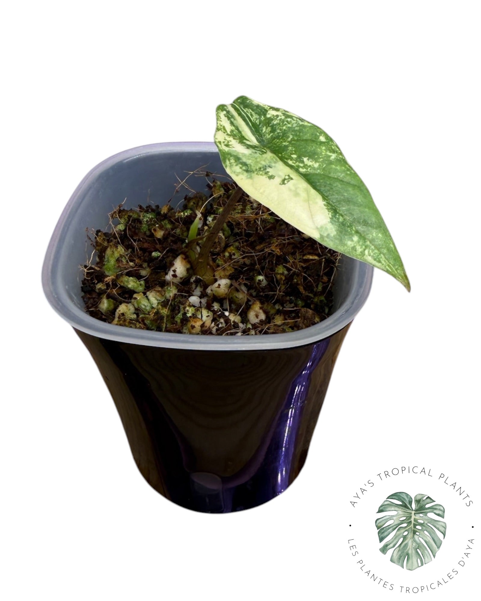 Alocasia Heterophylla Metallic  Blue Aurea Variegated