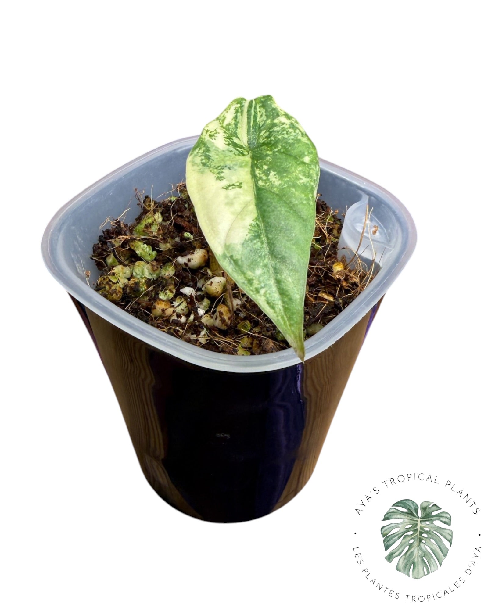 Alocasia Heterophylla Metallic  Blue Aurea Variegated