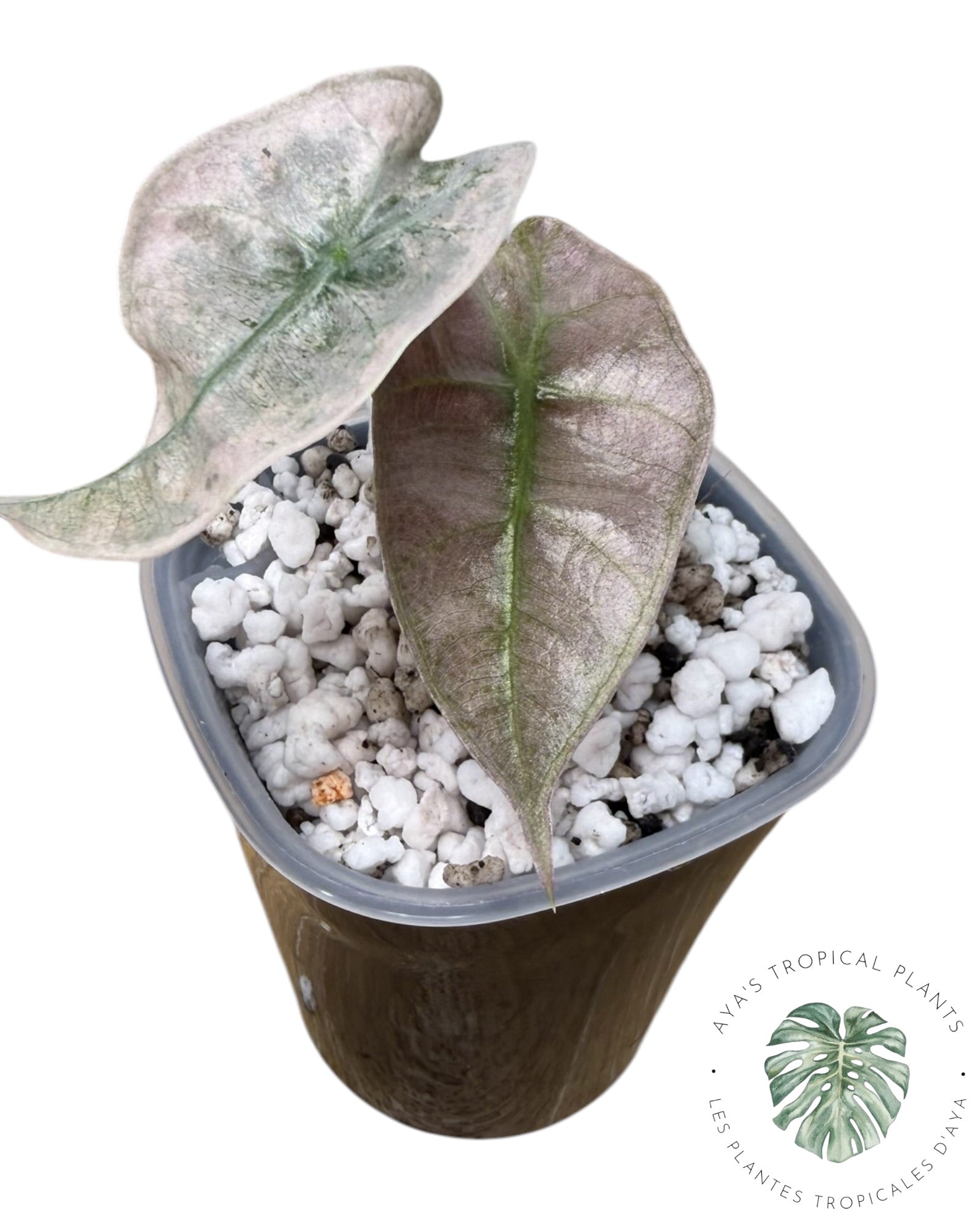 Alocasia polly pink mutation