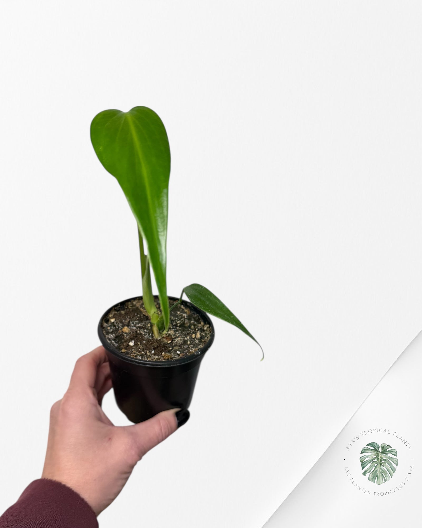 Monstera Burle Marx Flame | Aracée rare | Plantes tropicales d'Aya