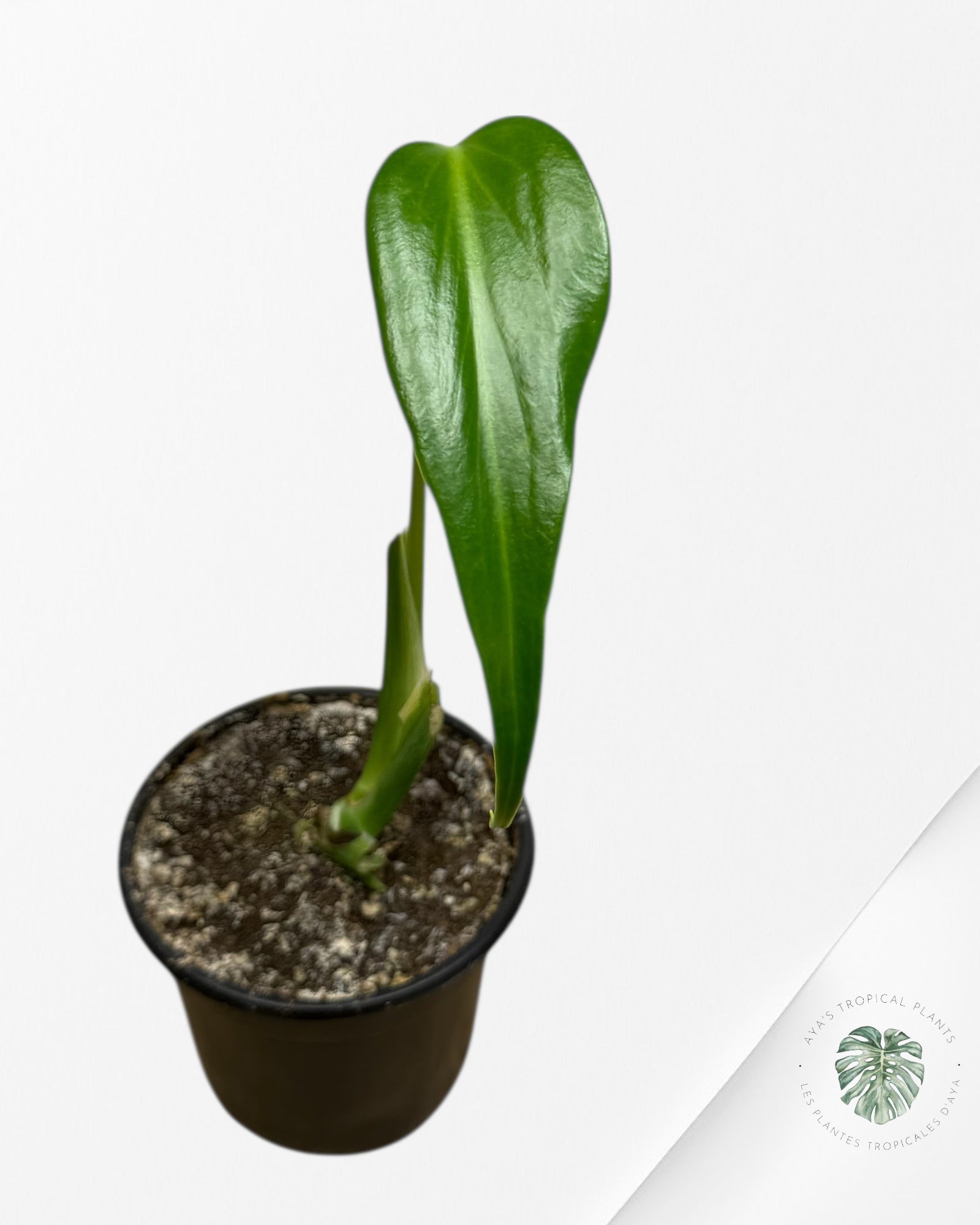 Monstera Burle Marx Flame | Aracée rare | Plantes tropicales d'Aya