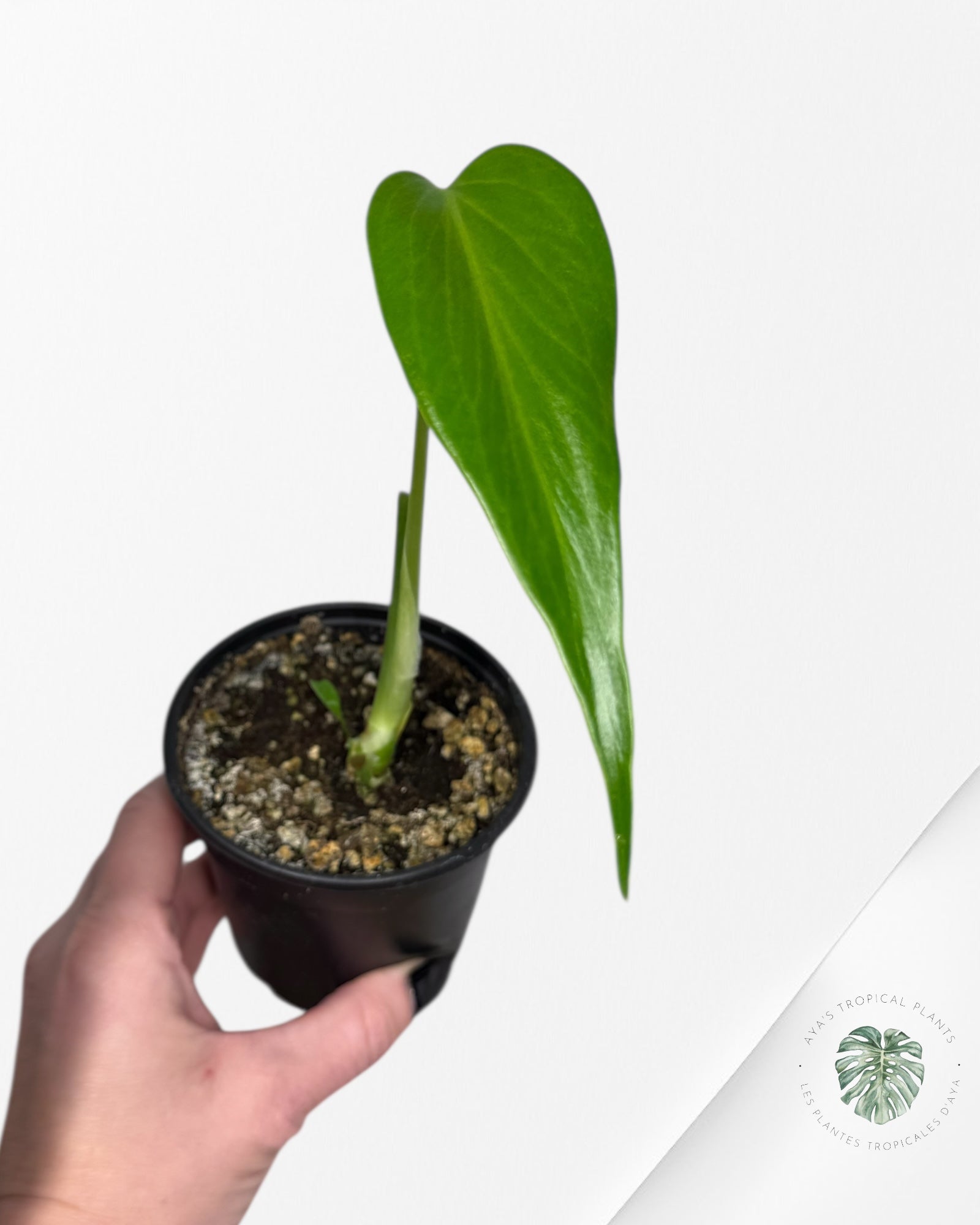 Monstera Burle Marx Flame | Aracée rare | Plantes tropicales d'Aya