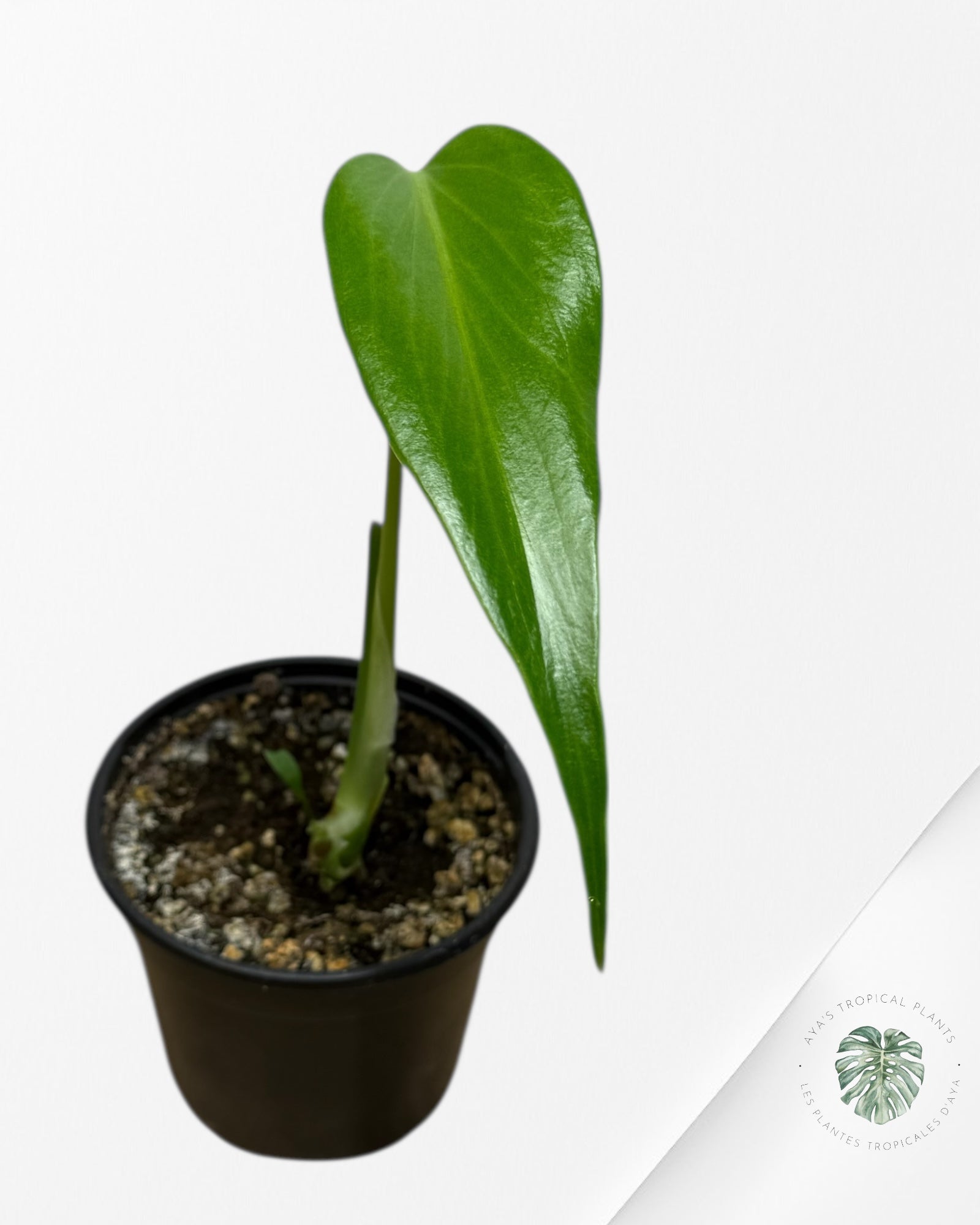 Monstera Burle Marx Flame | Aracée rare | Plantes tropicales d'Aya