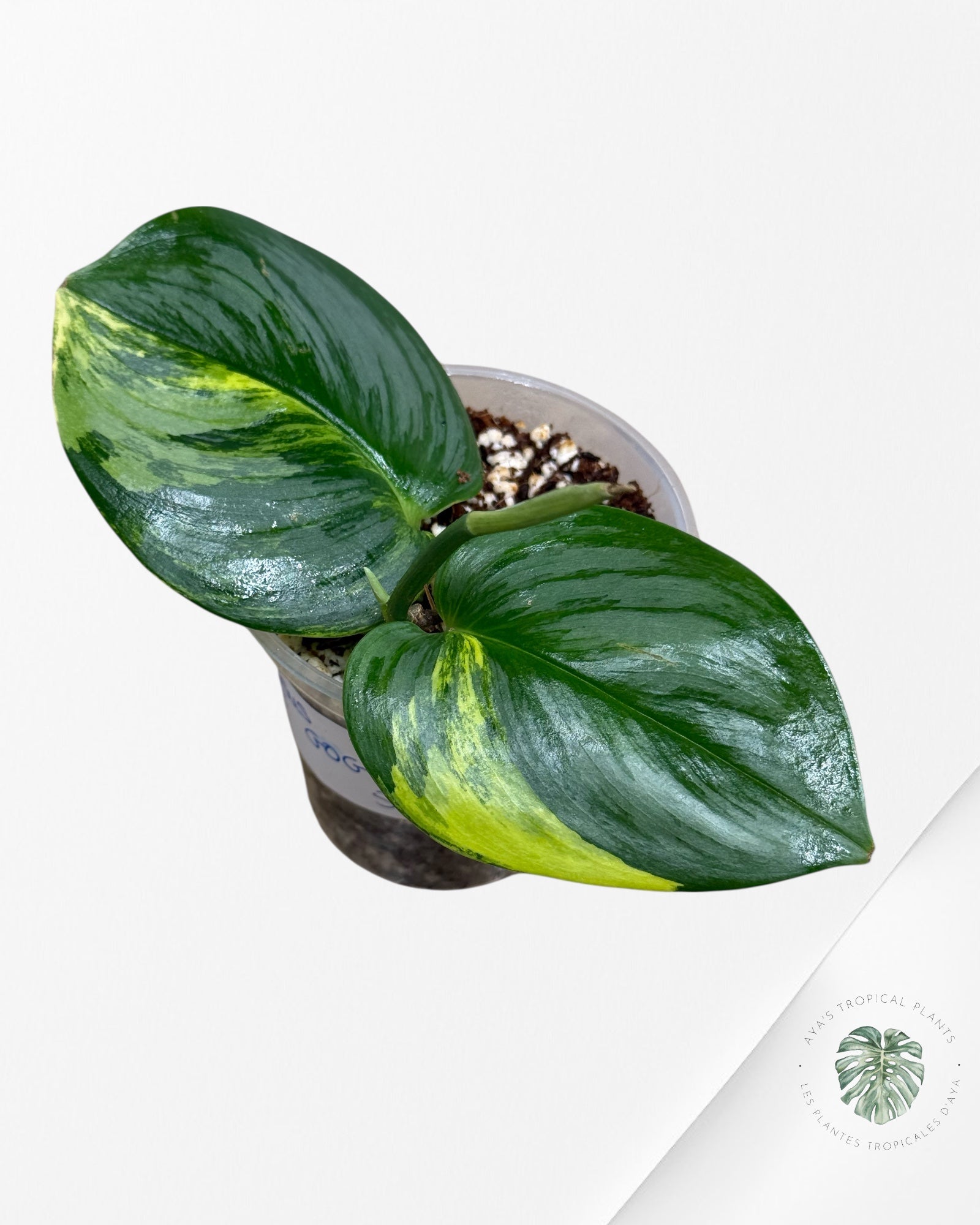 Scindapsus Rubicon Green on Green