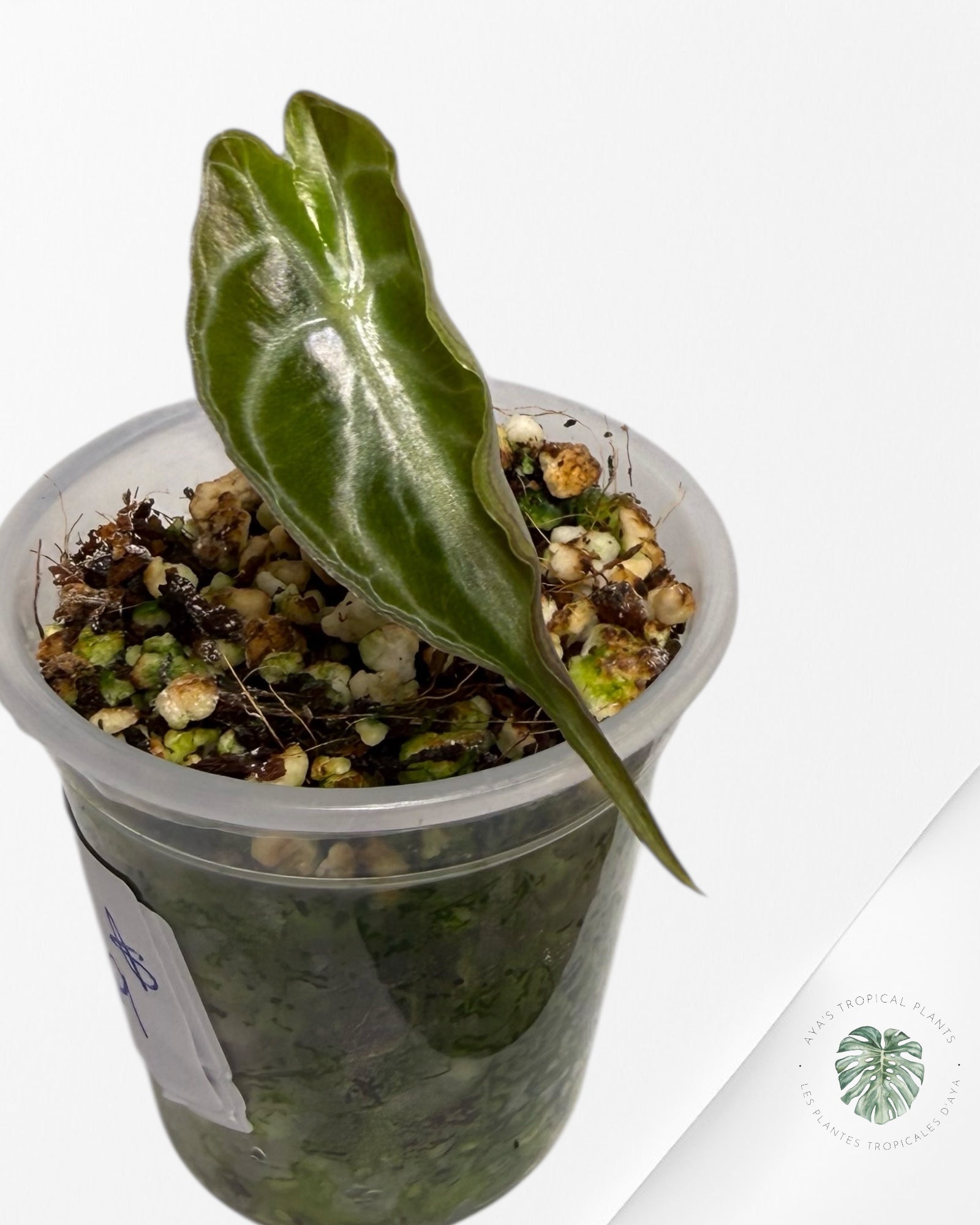 Alocasia Venom| Rare TC Plant| Aya's Tropical Plants