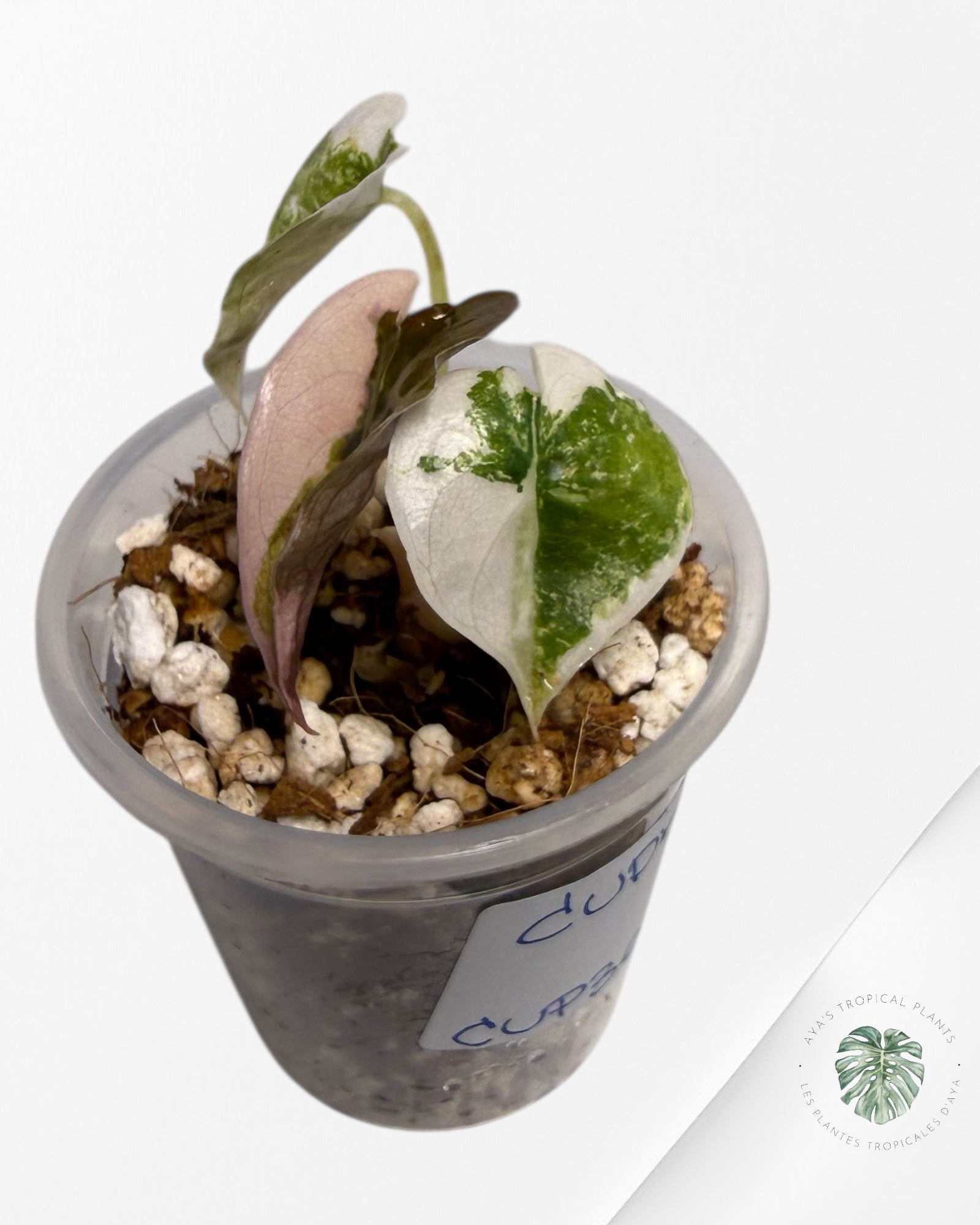 Alocasia Cuprea rose/albo panaché | Plante rare cultivée en culture tropicale | Plantes tropicales d'Aya