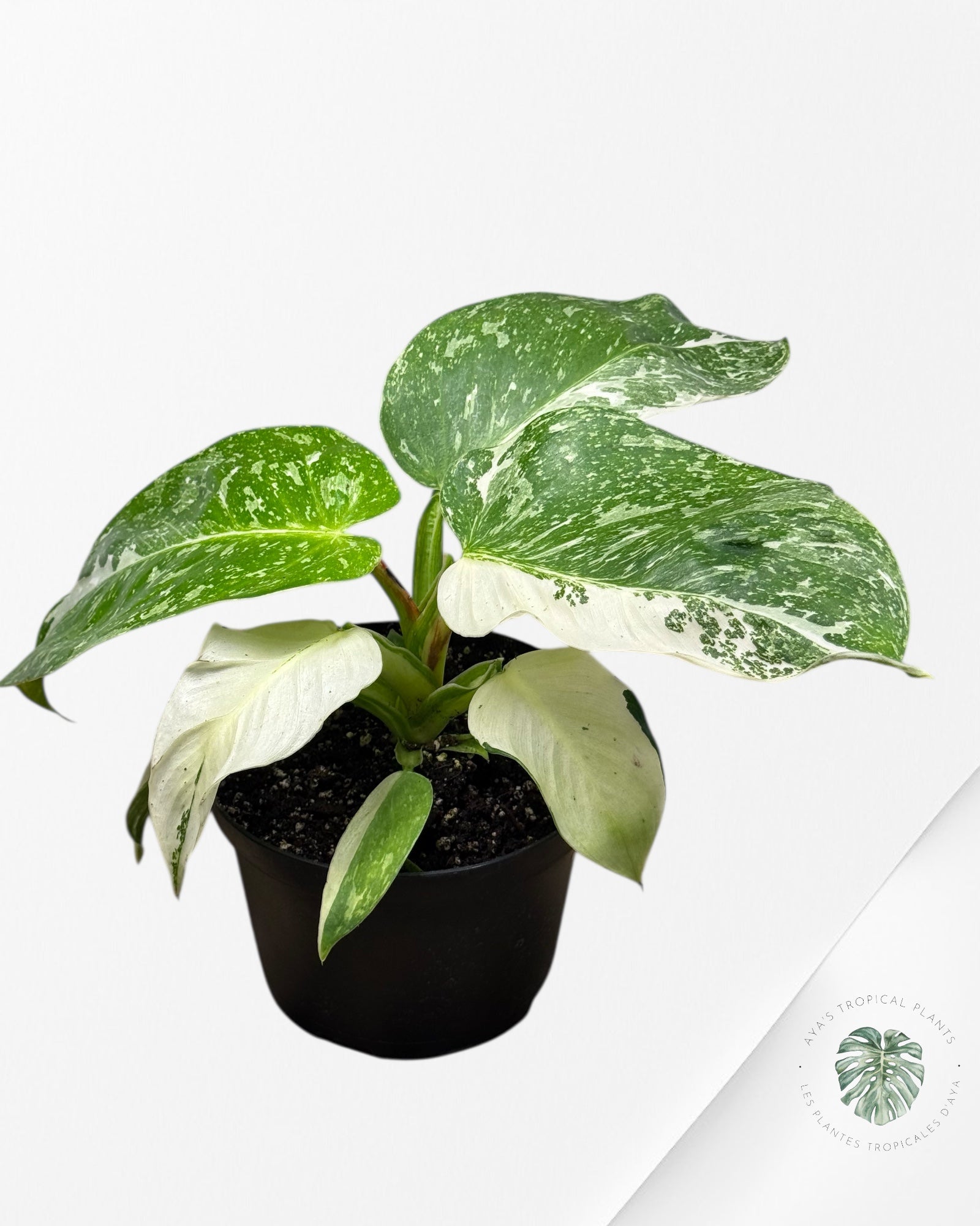 Philodendron Jose Buono - 120