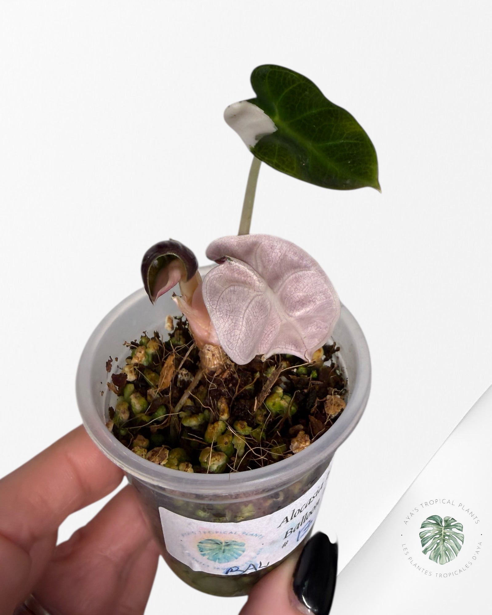 Alocasia Heart Balloon rose panaché | Plante rare TC | Plantes tropicales d'Aya