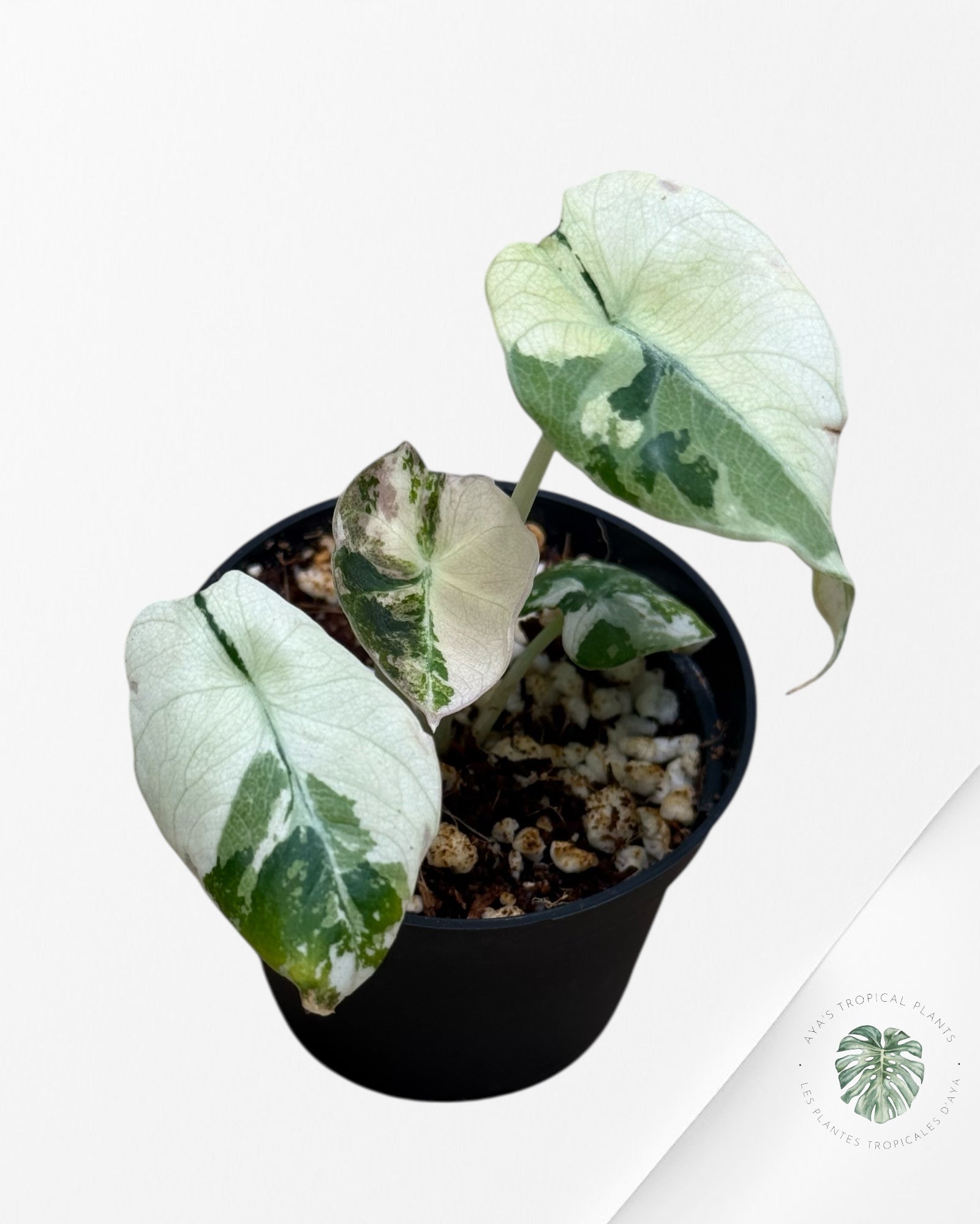 Alocasia Black Velvet Pink Variegated - 22C