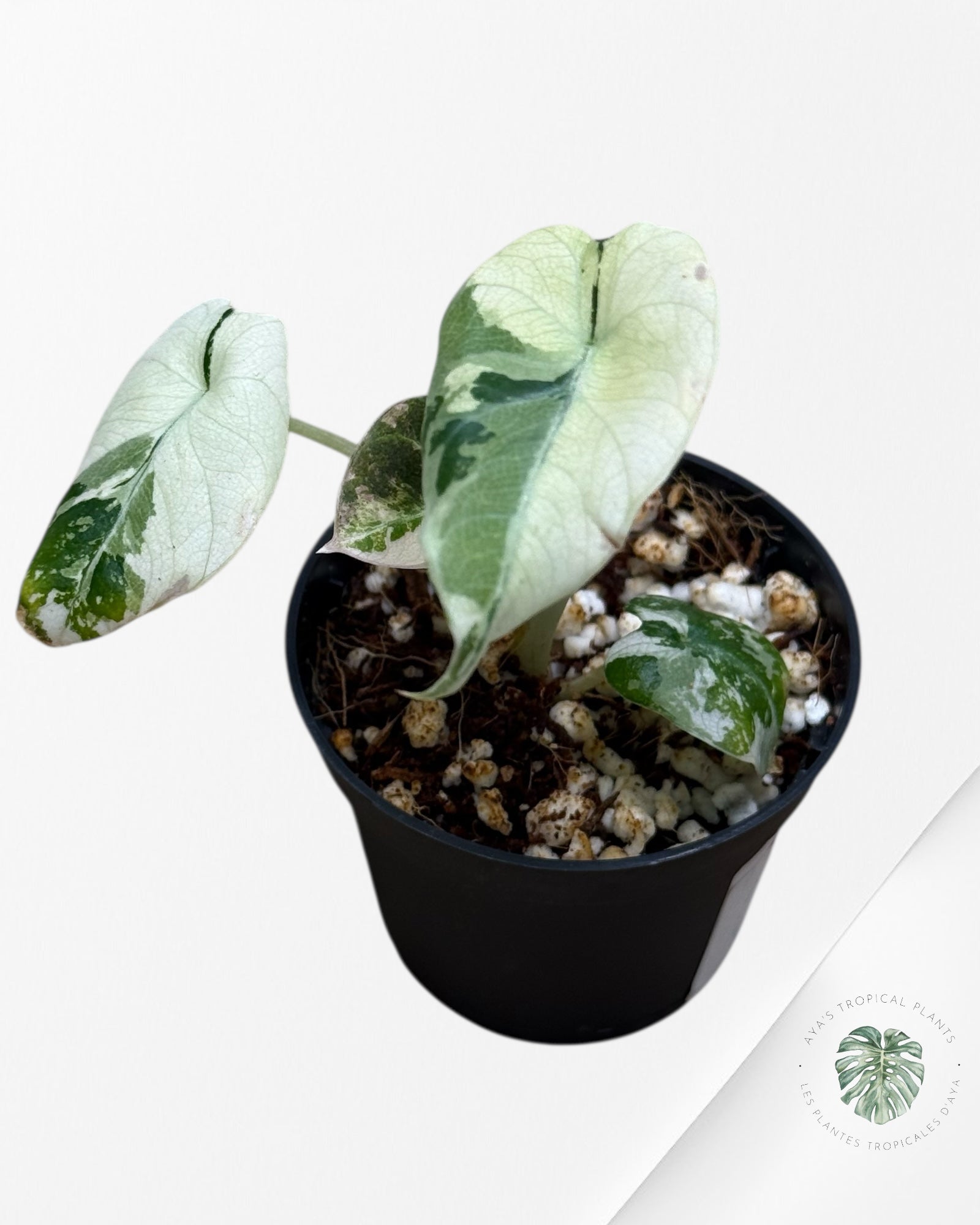 Alocasia Black Velvet Pink Variegated - 22C