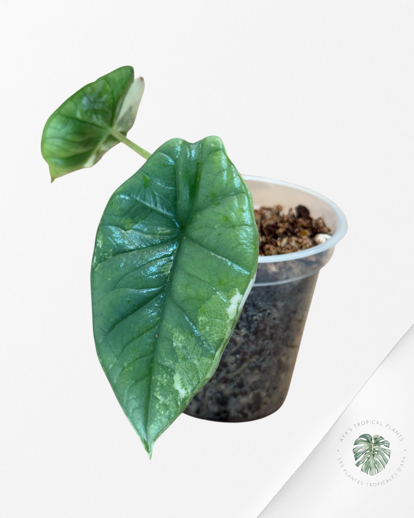 Alocasia Bisma sp. 'Platinum' Albo Variegated - 66