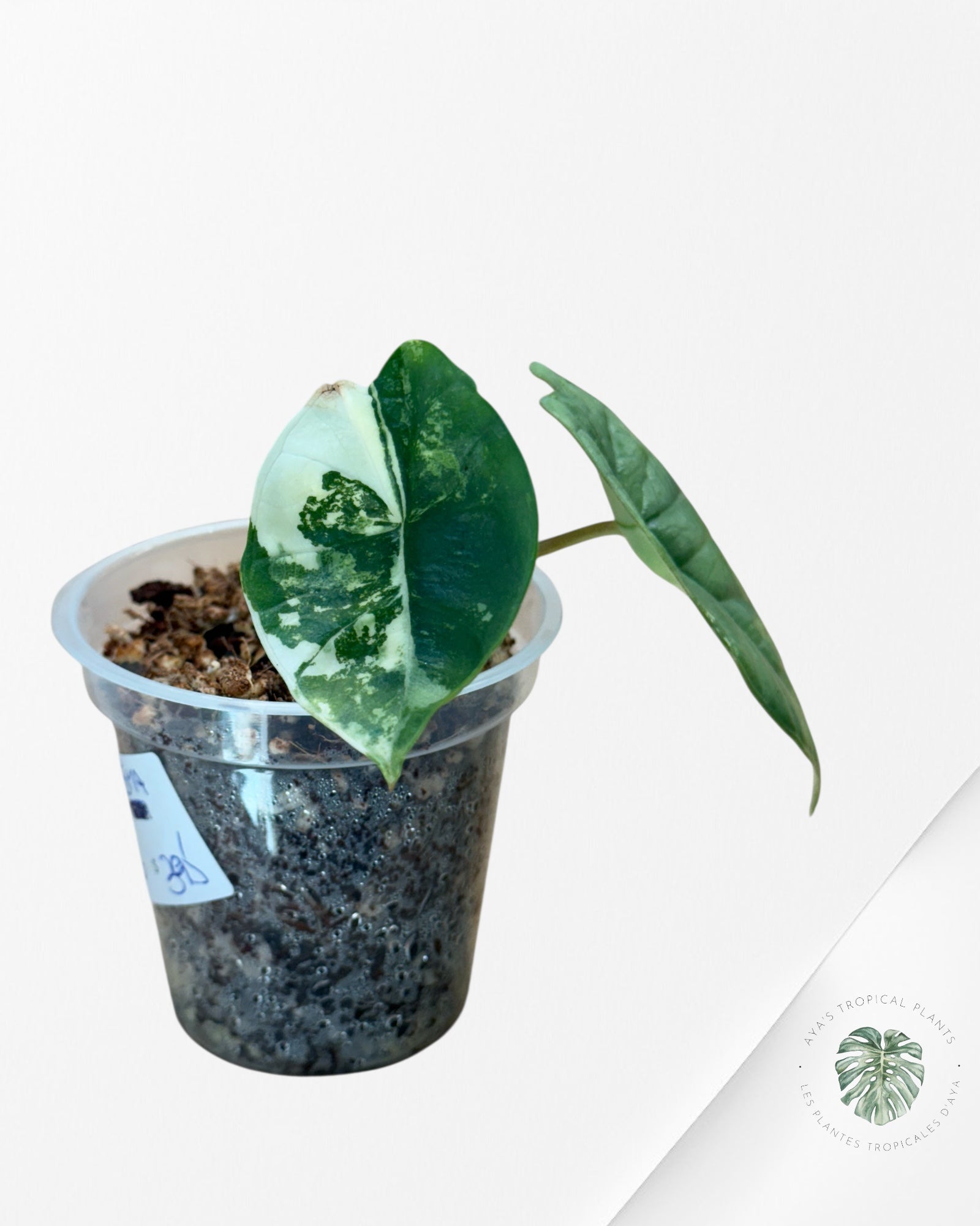 Alocasia Bisma sp. 'Platinum' Albo Variegated - 66