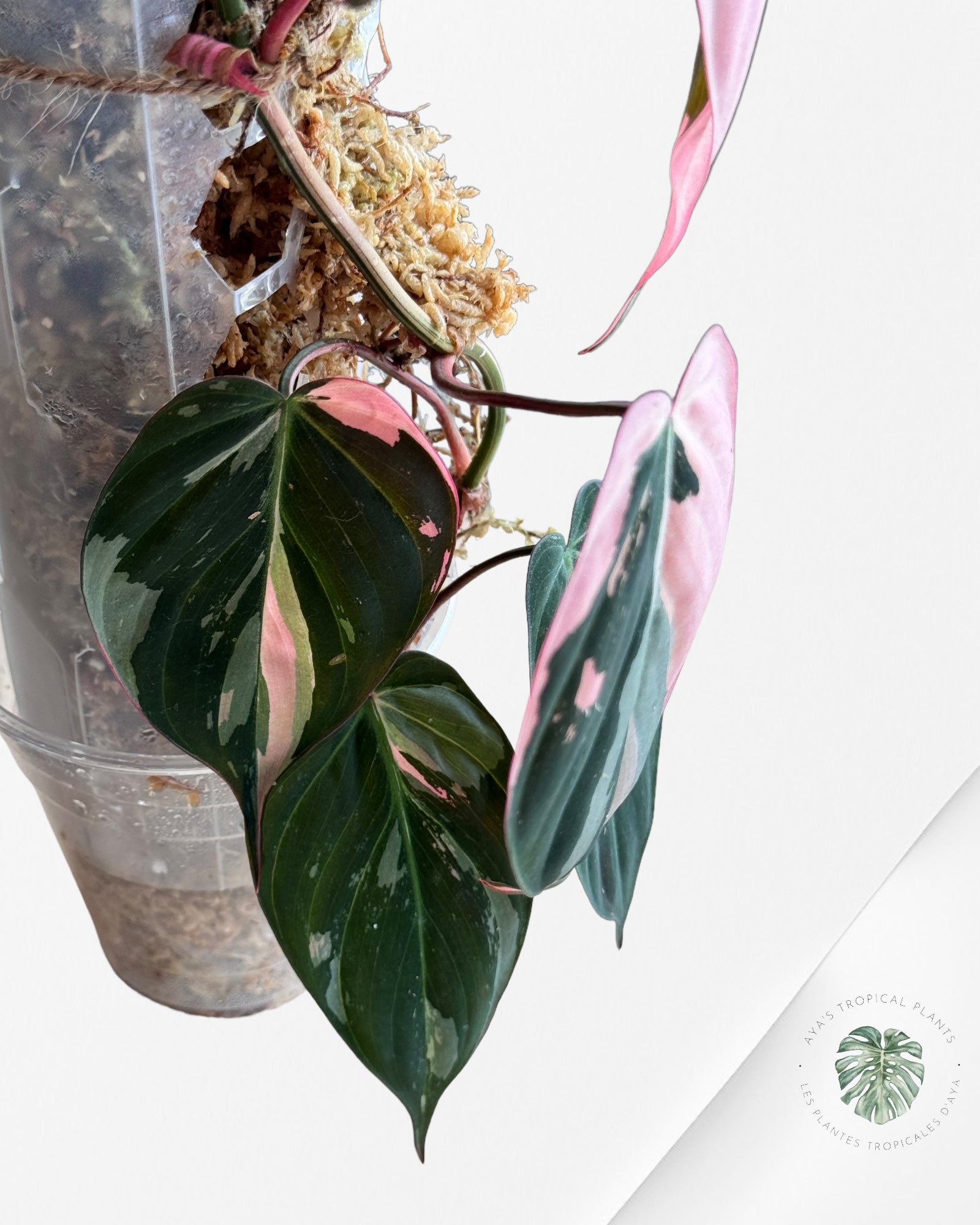 Philodendron Micans Rose PPM02