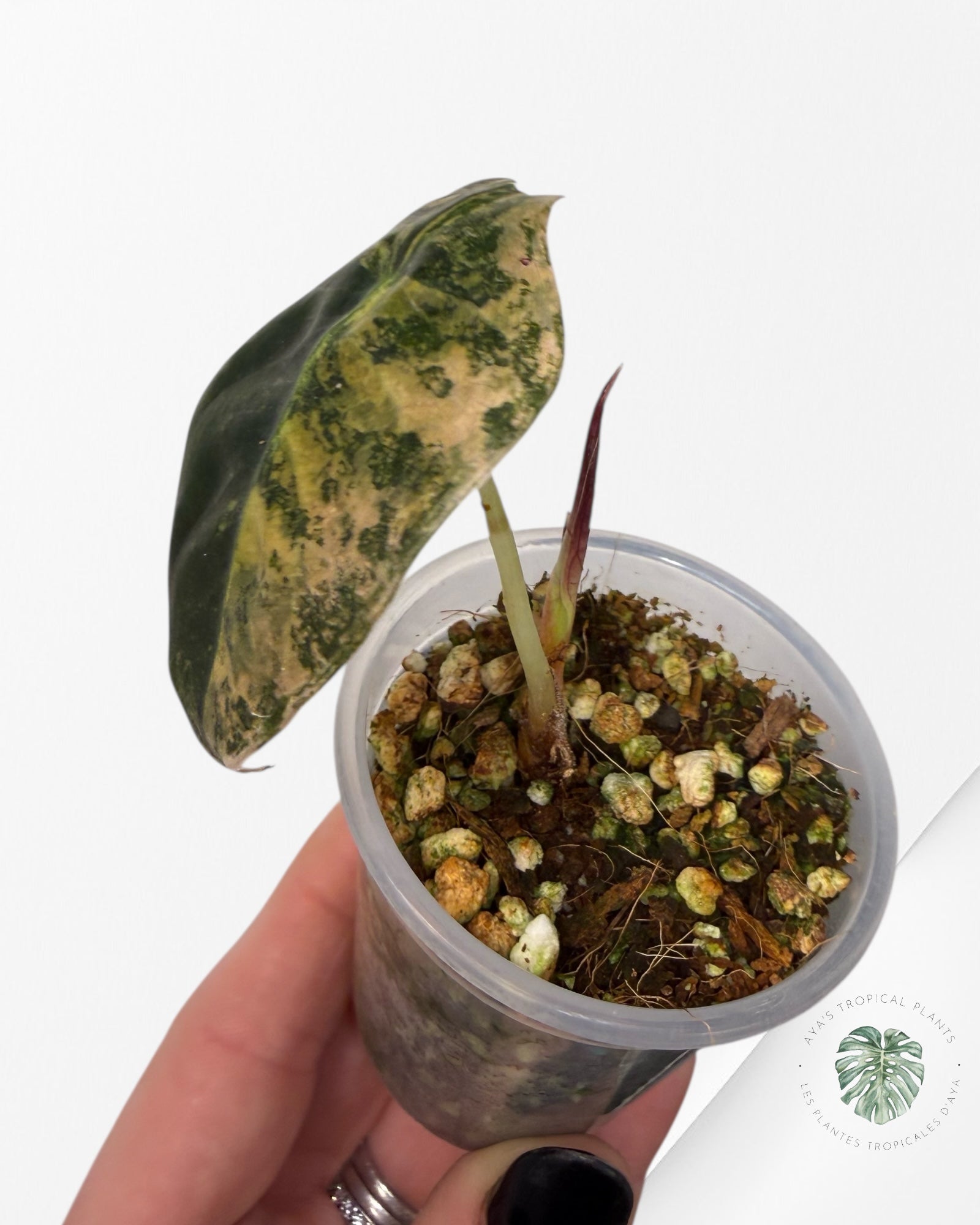 Alocasia Sedenii Aurea panachée| Plante TC rare| Les plantes tropicales d'Aya