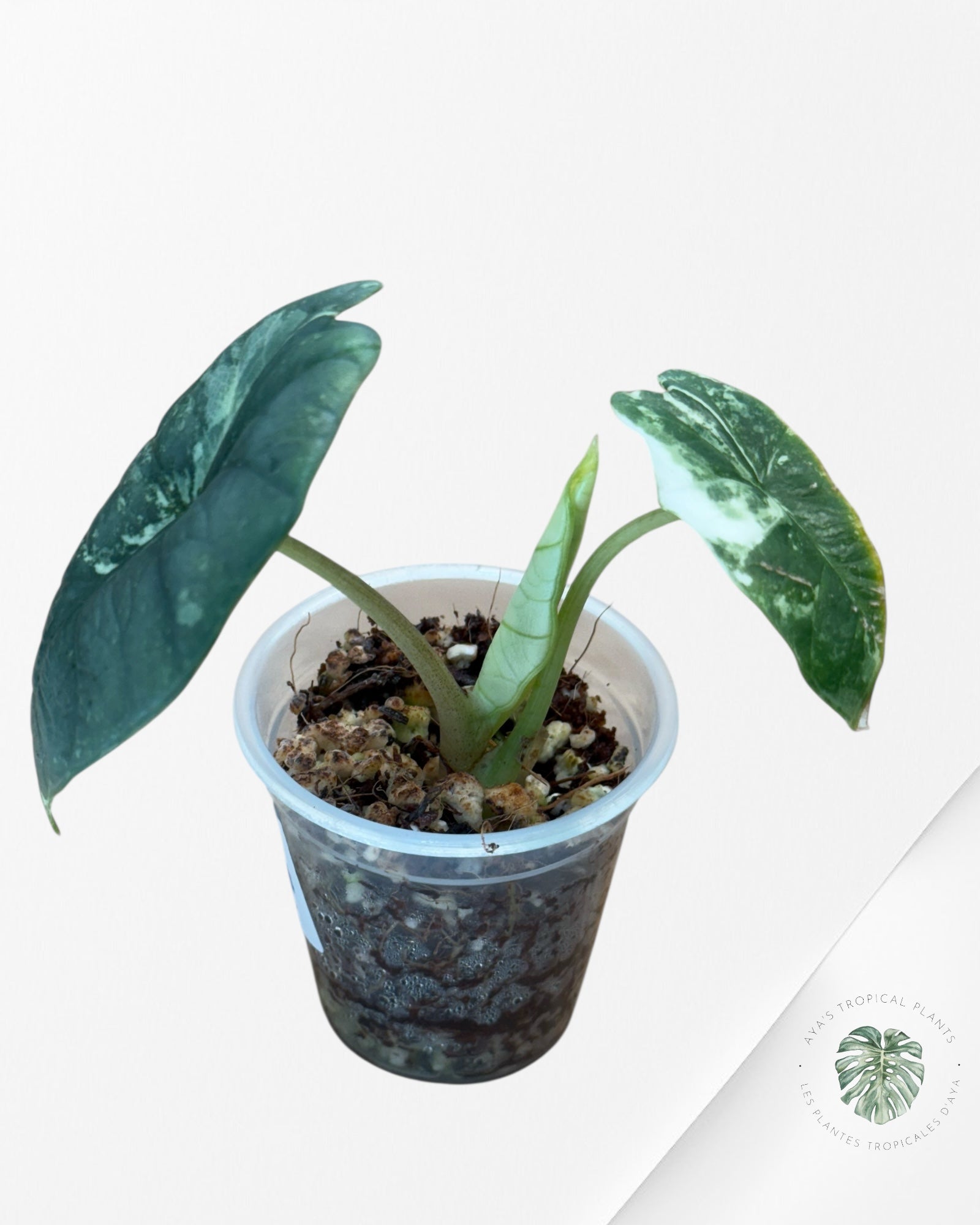 Alocasia Bisma sp. 'Platinum' Albo Variegated - 3040