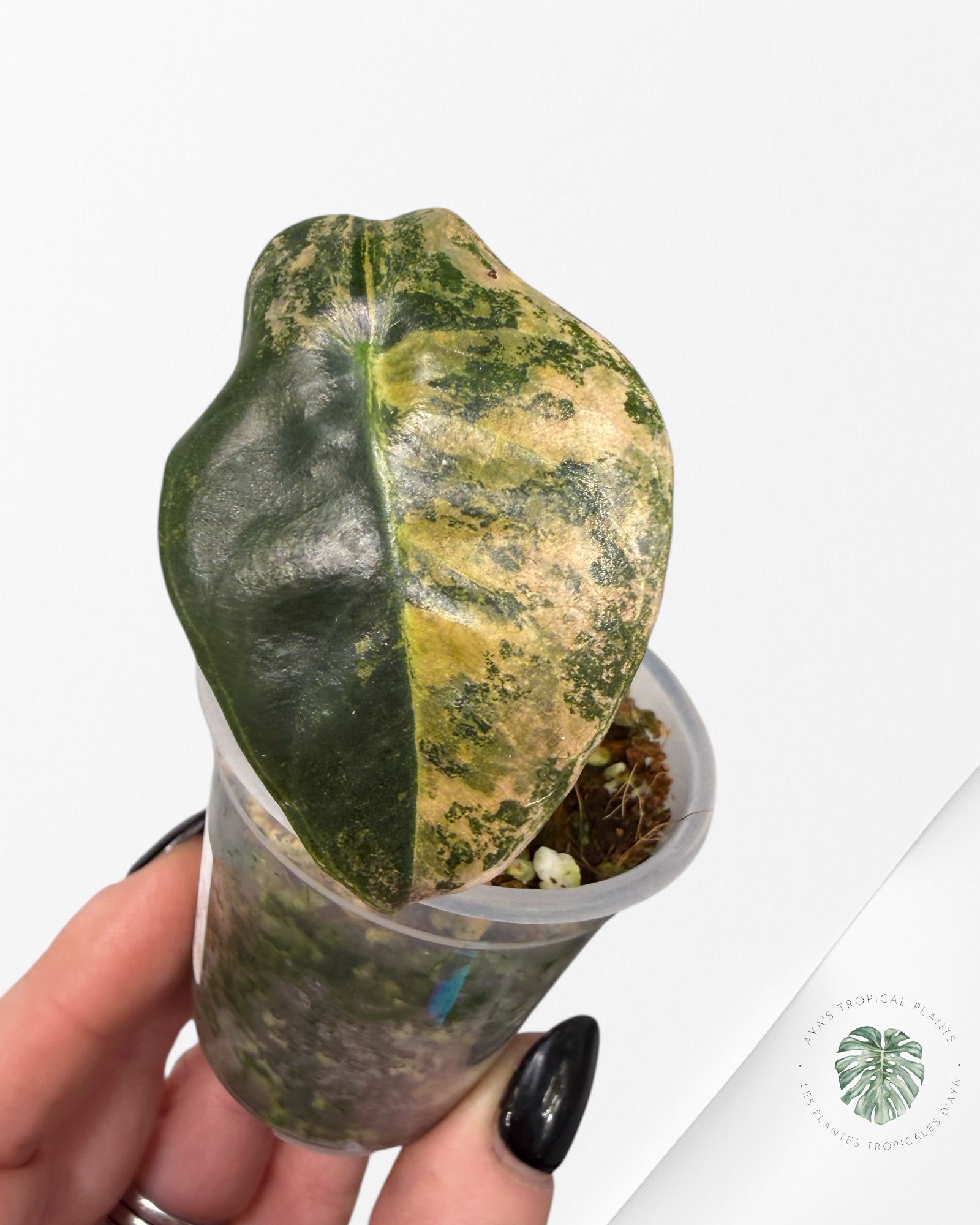 Alocasia Sedenii Aurea panachée| Plante TC rare| Les plantes tropicales d'Aya