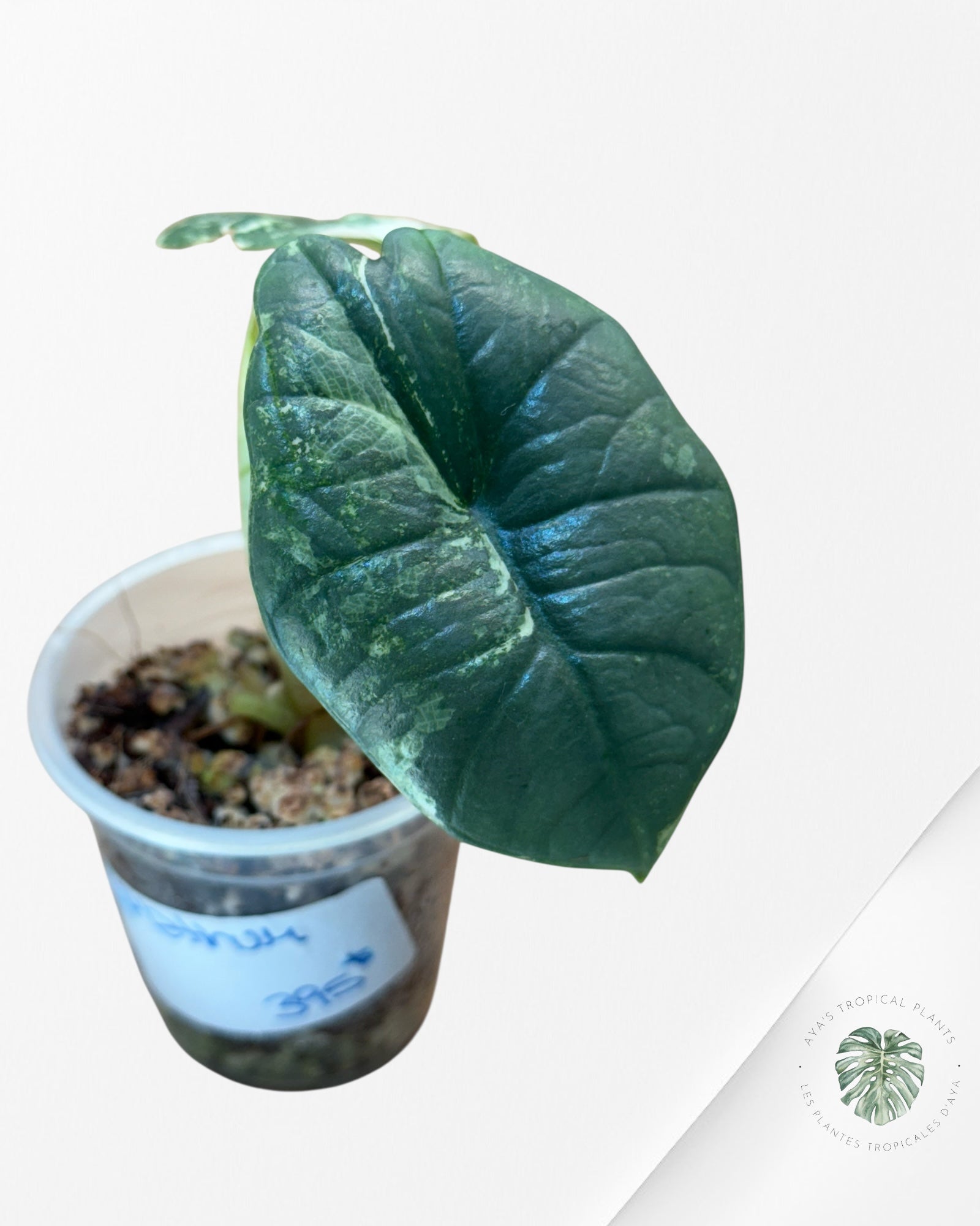 Alocasia Bisma sp. 'Platinum' Albo Variegated - 3040