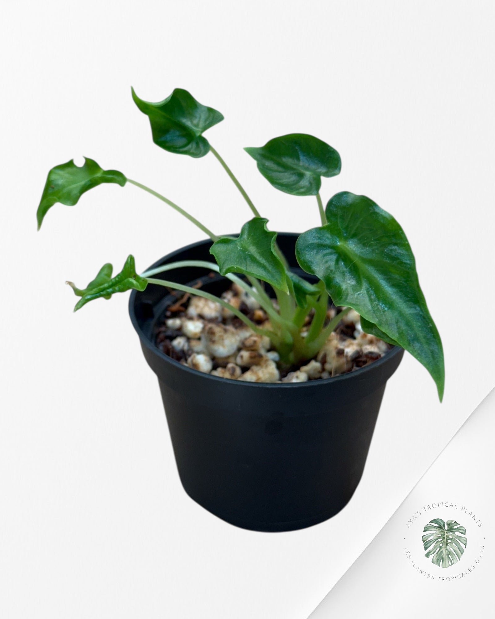 Alocasia Frydek ‘Tattoo’ - AF04