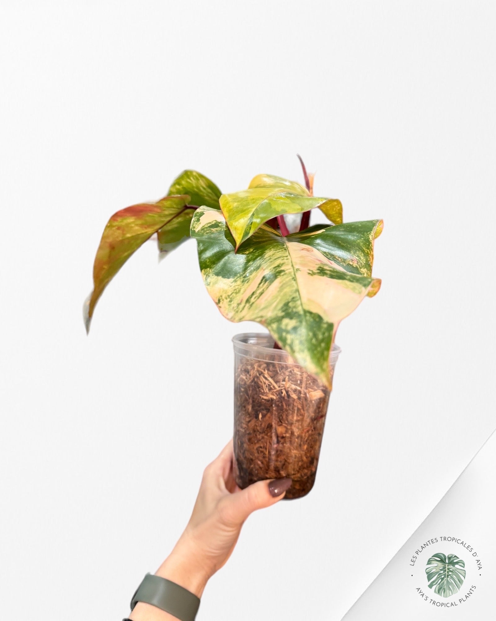 Philodendron Strawberry Shake JAS5