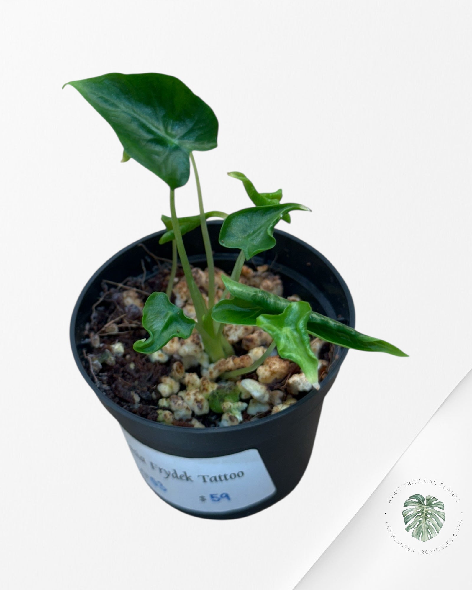 Alocasia Frydek ‘Tattoo’ - AF03