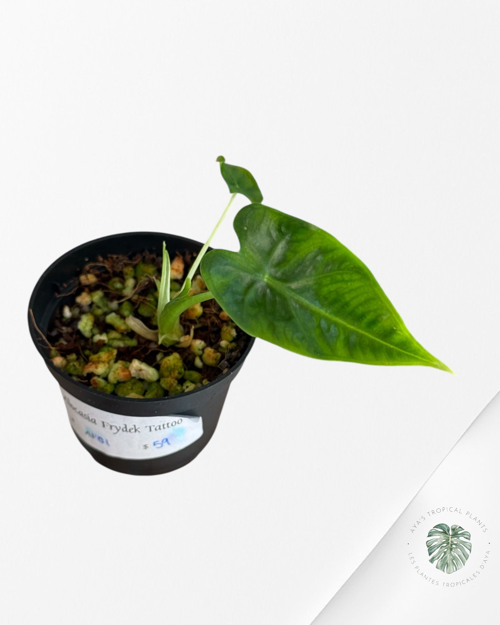 Alocasia Frydek ‘Tattoo’ - AF01