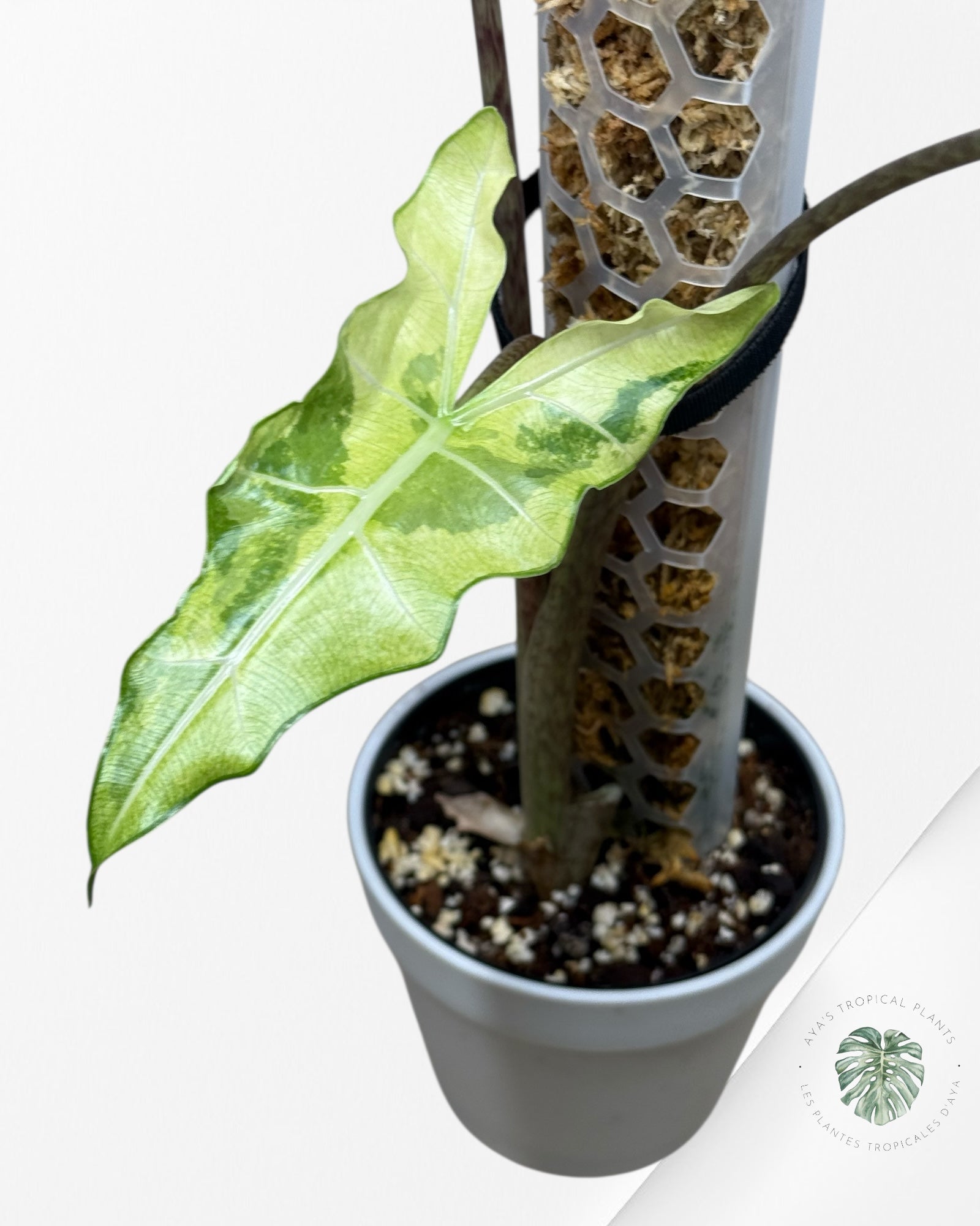 Alocasia sarian variegated -
