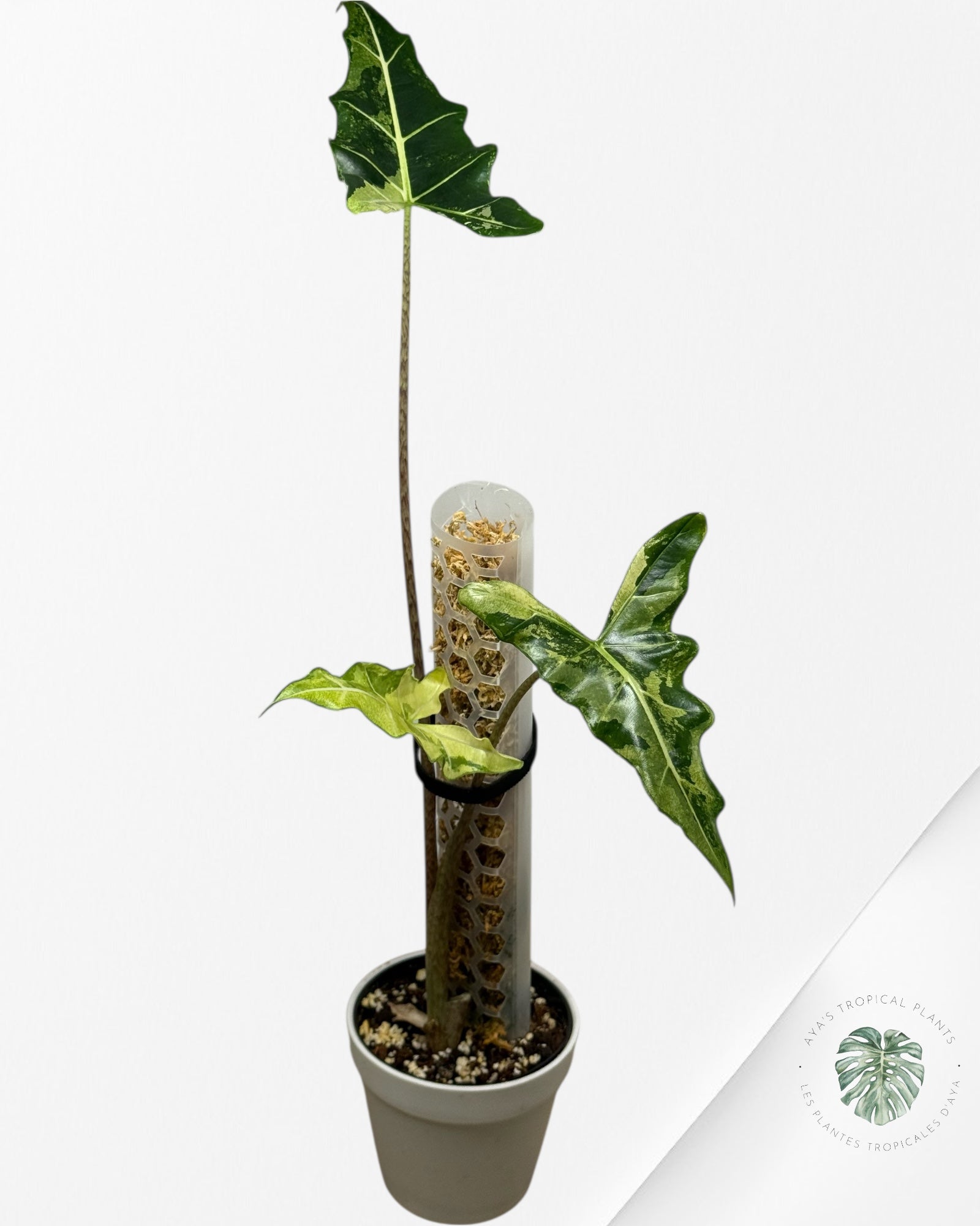 Alocasia sarian variegated -