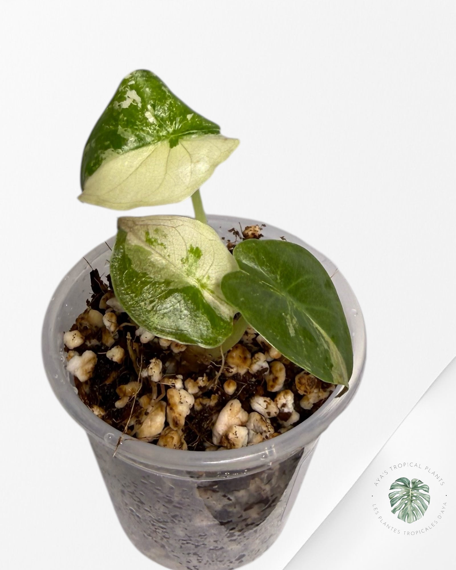 Alocasia Wentii Albo Pink Variegated| Rare TC Plant| Aya's  Tropical Plants