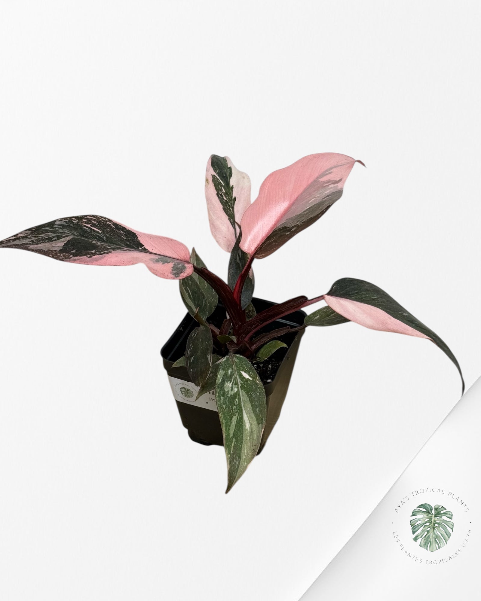 Philodendron Pink Princess Galaxy -212