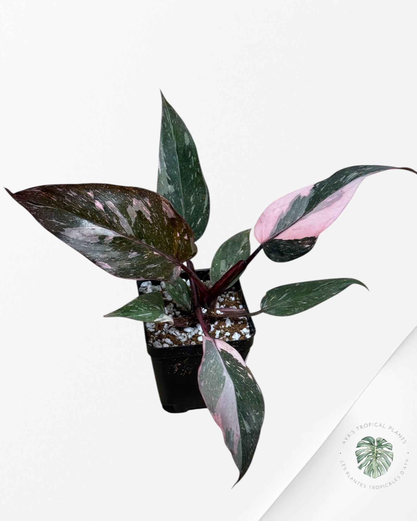 Philodendron Pink Princess Galaxy -211