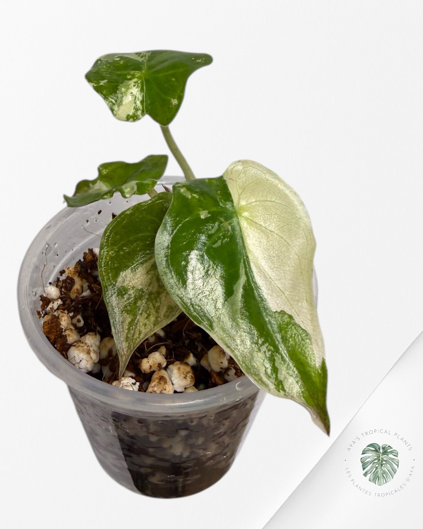 Alocasia Wentii Albo Pink Variegated| Rare TC Plant| Aya's  Tropical Plants