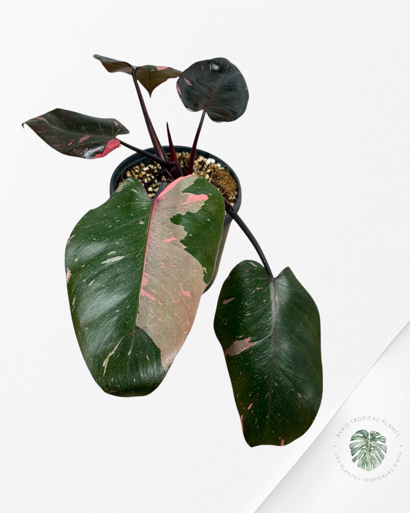 Philodendron 'Pink Princess' Marble King - 285