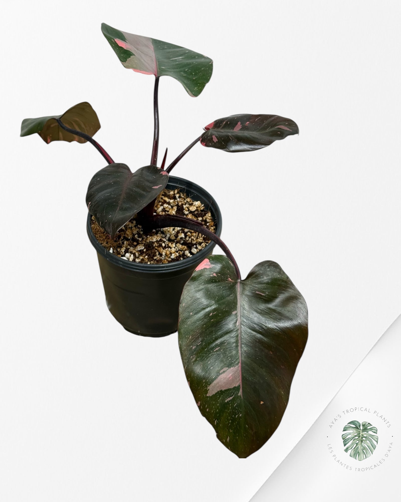Philodendron 'Pink Princess' Marble King - 285