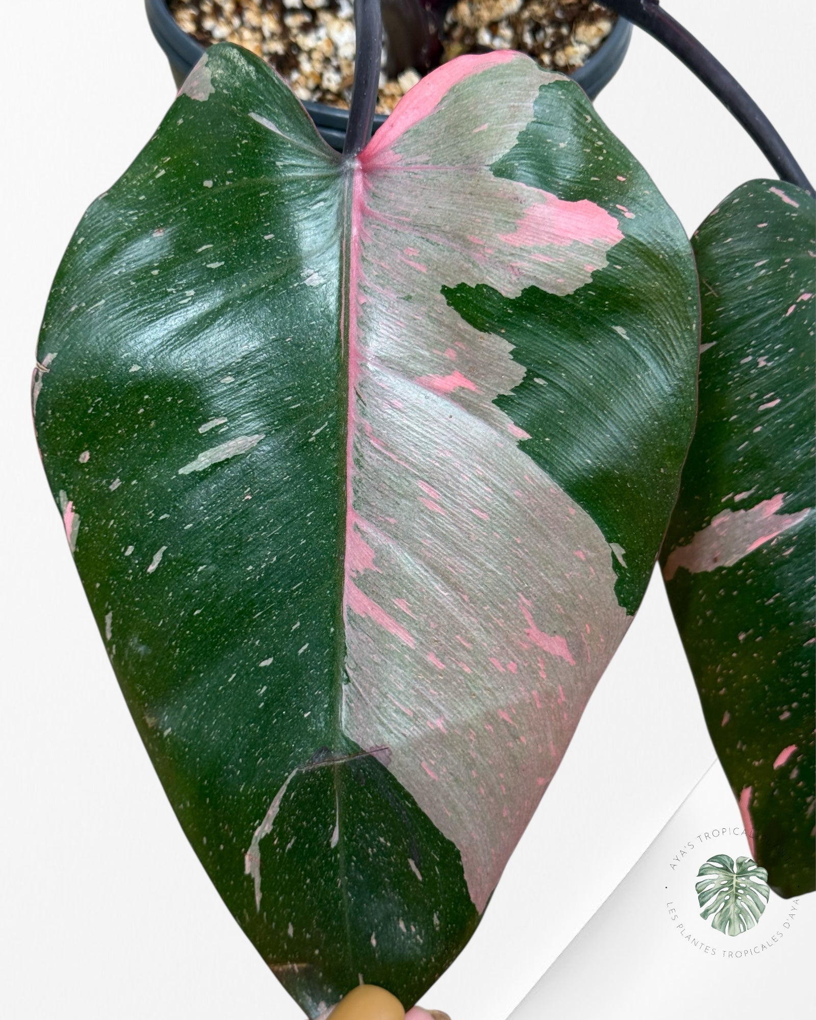 Philodendron 'Pink Princess' Marble King - 285