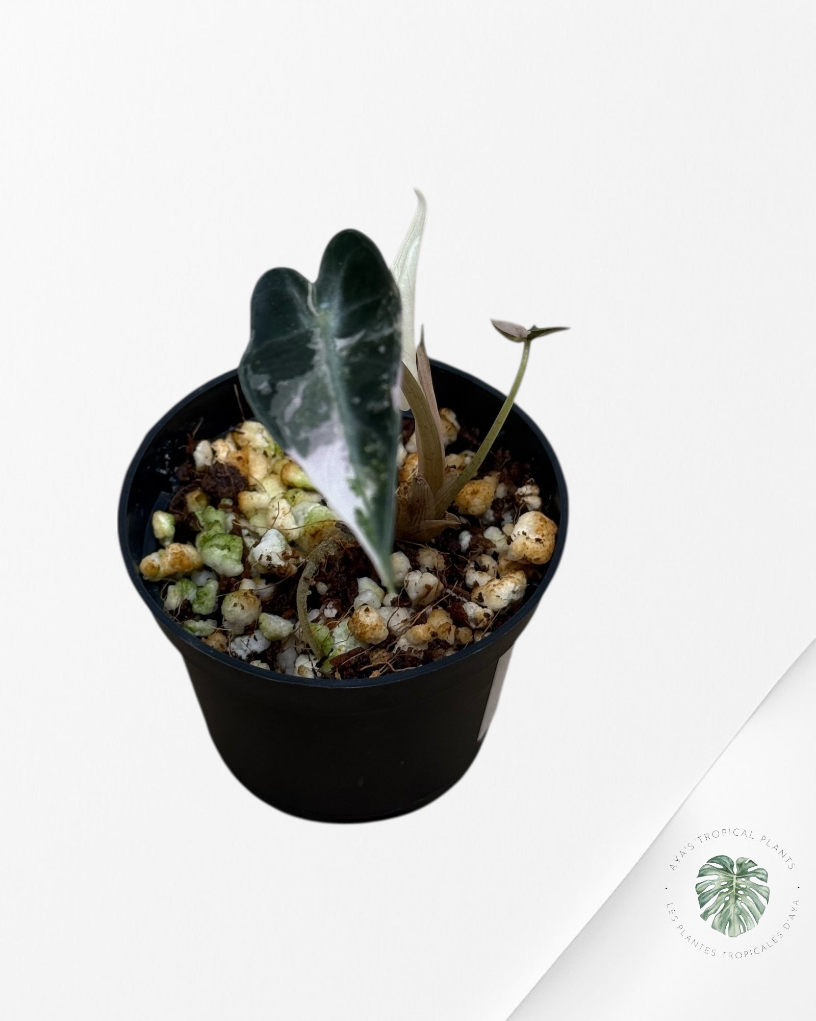 Alocasia Bambino Panaché (rose) - 330